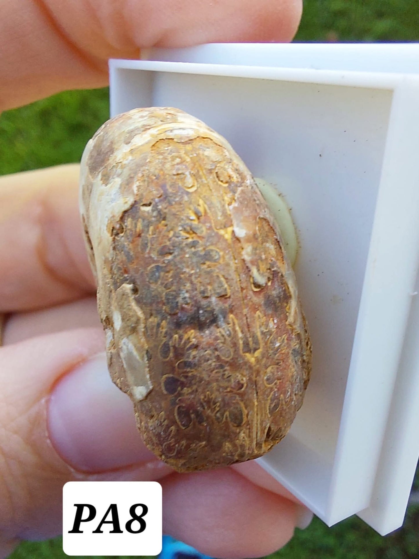 Phylloceras Ammonite, Fossil (Ref: PA8)