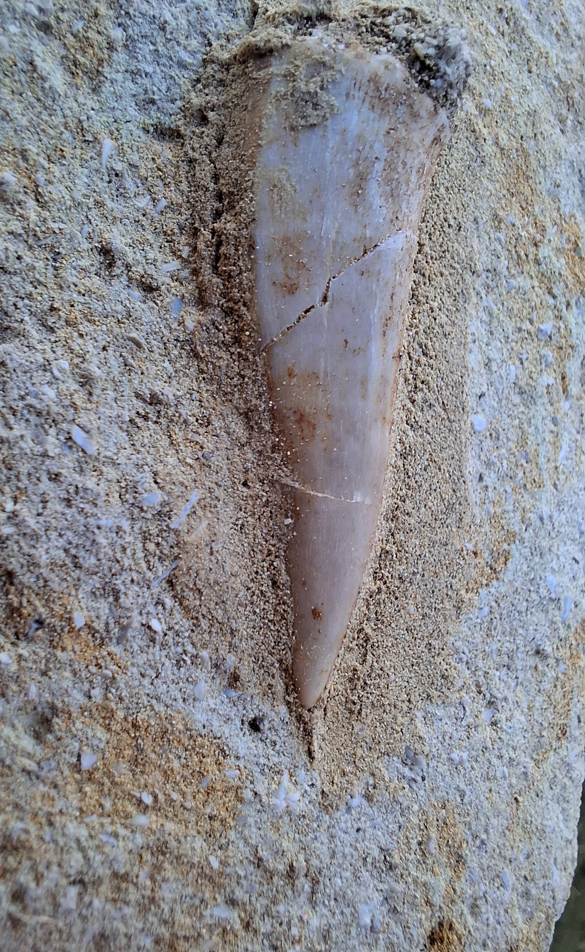 Enchodus Sabre Tooth, Fossil (Ref: ES3)
