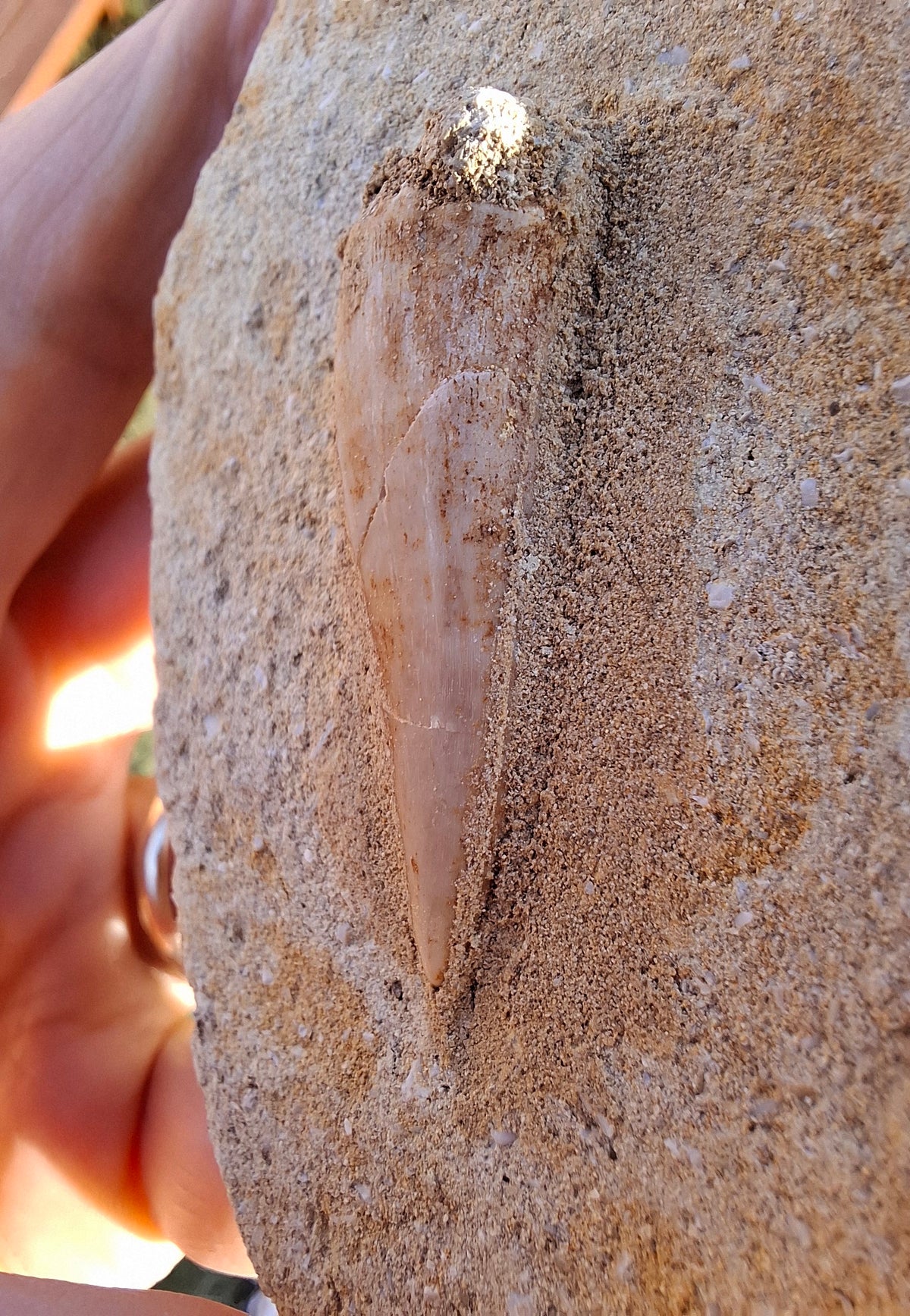 Enchodus Sabre Tooth, Fossil (Ref: ES3)