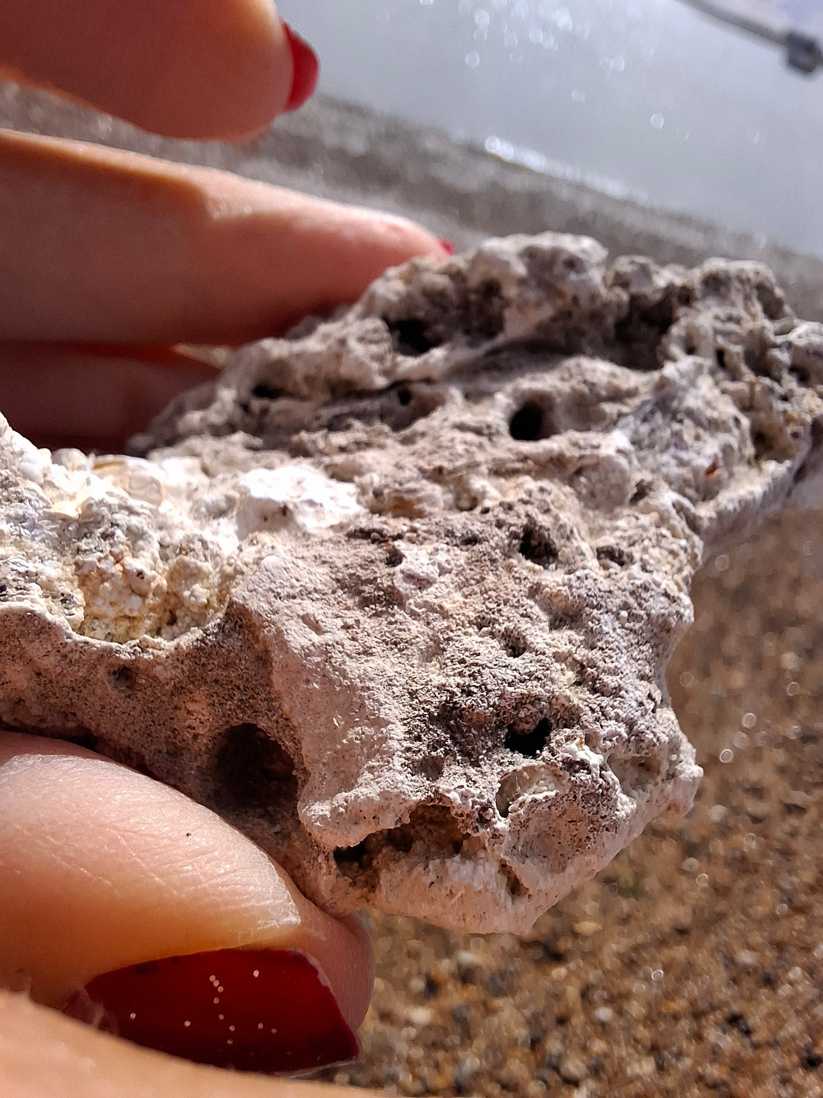 Fossilised Coral replaced by Chalcedony/Agate, Fossil (Ref: FCA1)