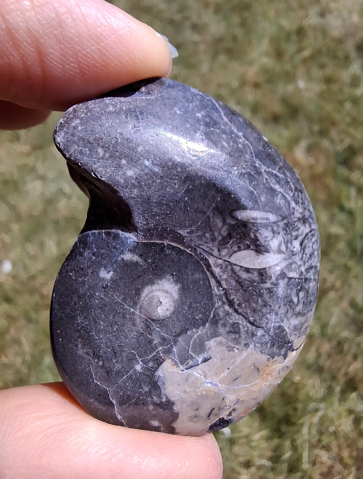 Goniatite, Fossil (Ref: GA9)