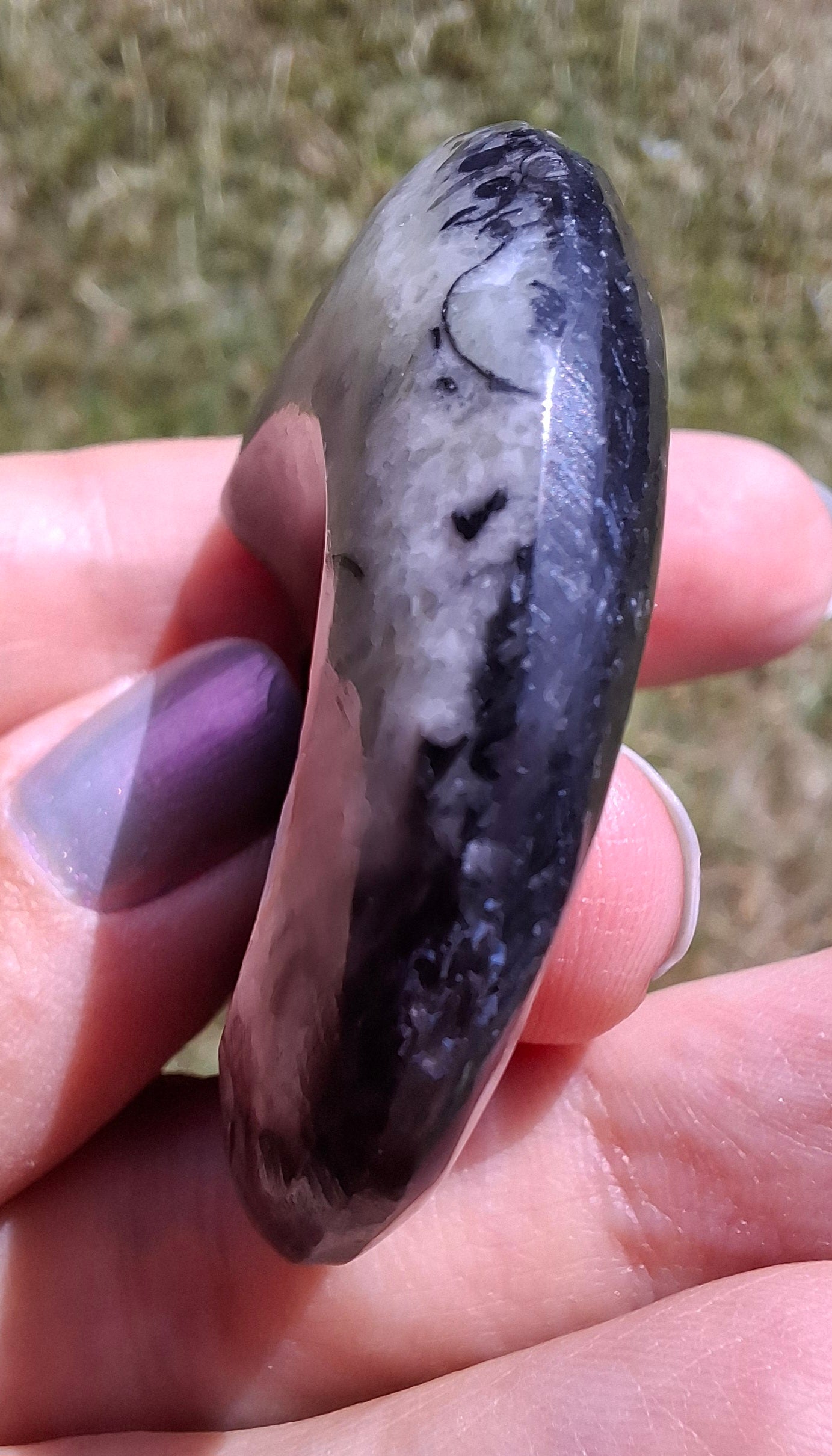 Goniatite, Fossil (Ref: GA4)