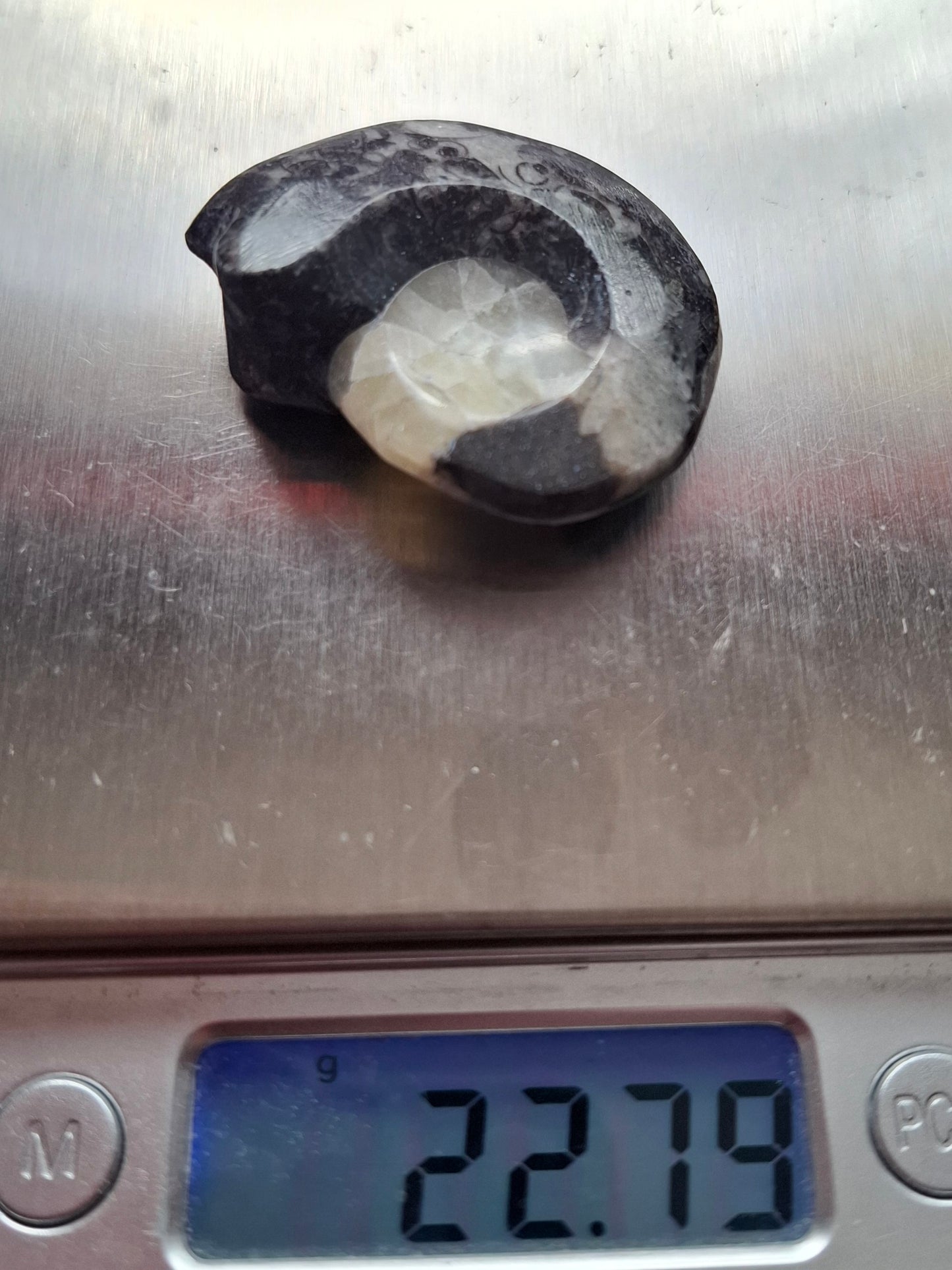 Goniatite, Fossil (Ref: GA7)
