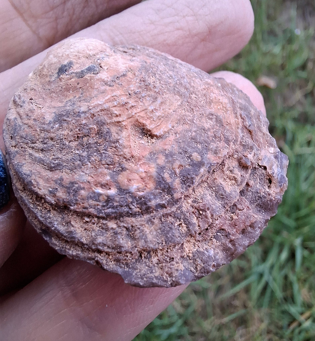 Chalcedony Oyster, Fossil (Ref: FO9)