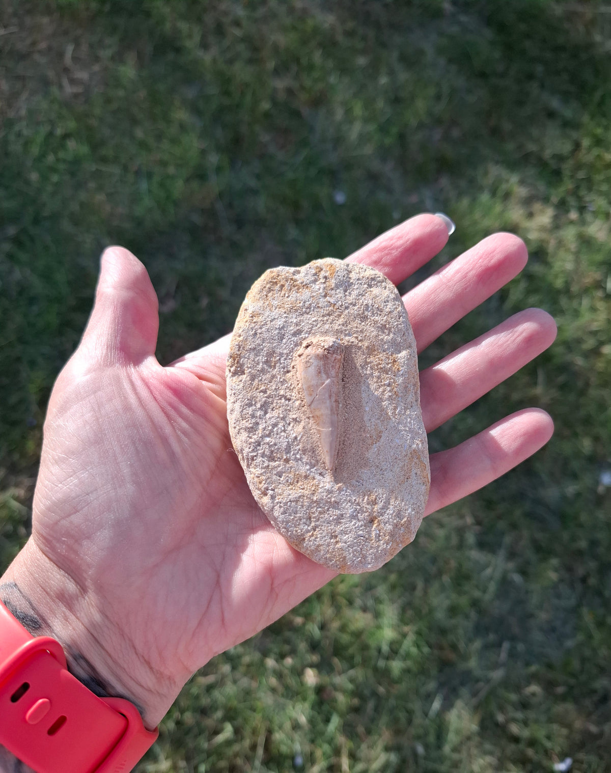 Enchodus Sabre Tooth, Fossil (Ref: ES3)