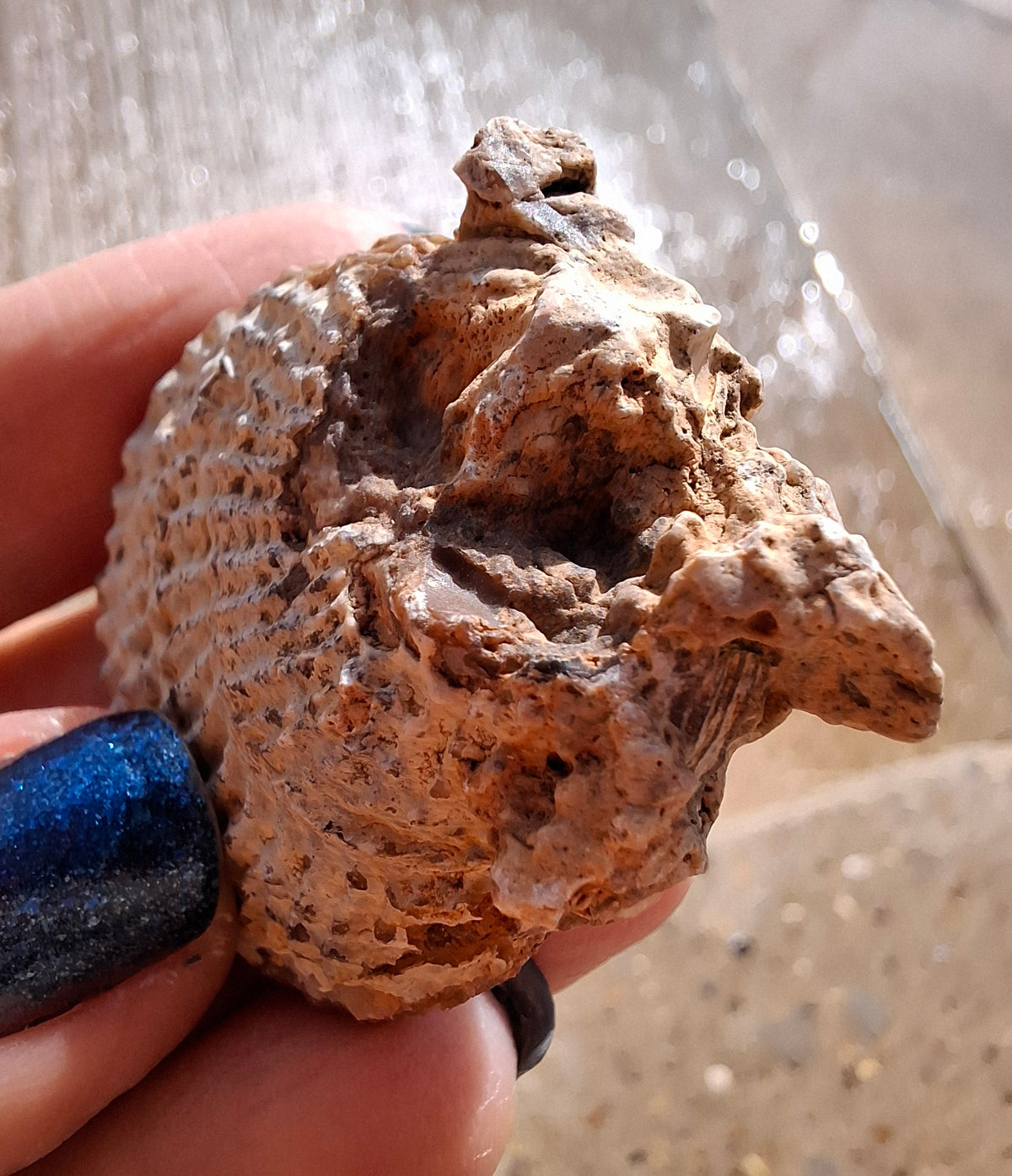 Chalcedony Oyster, Fossil (Ref: FO1)