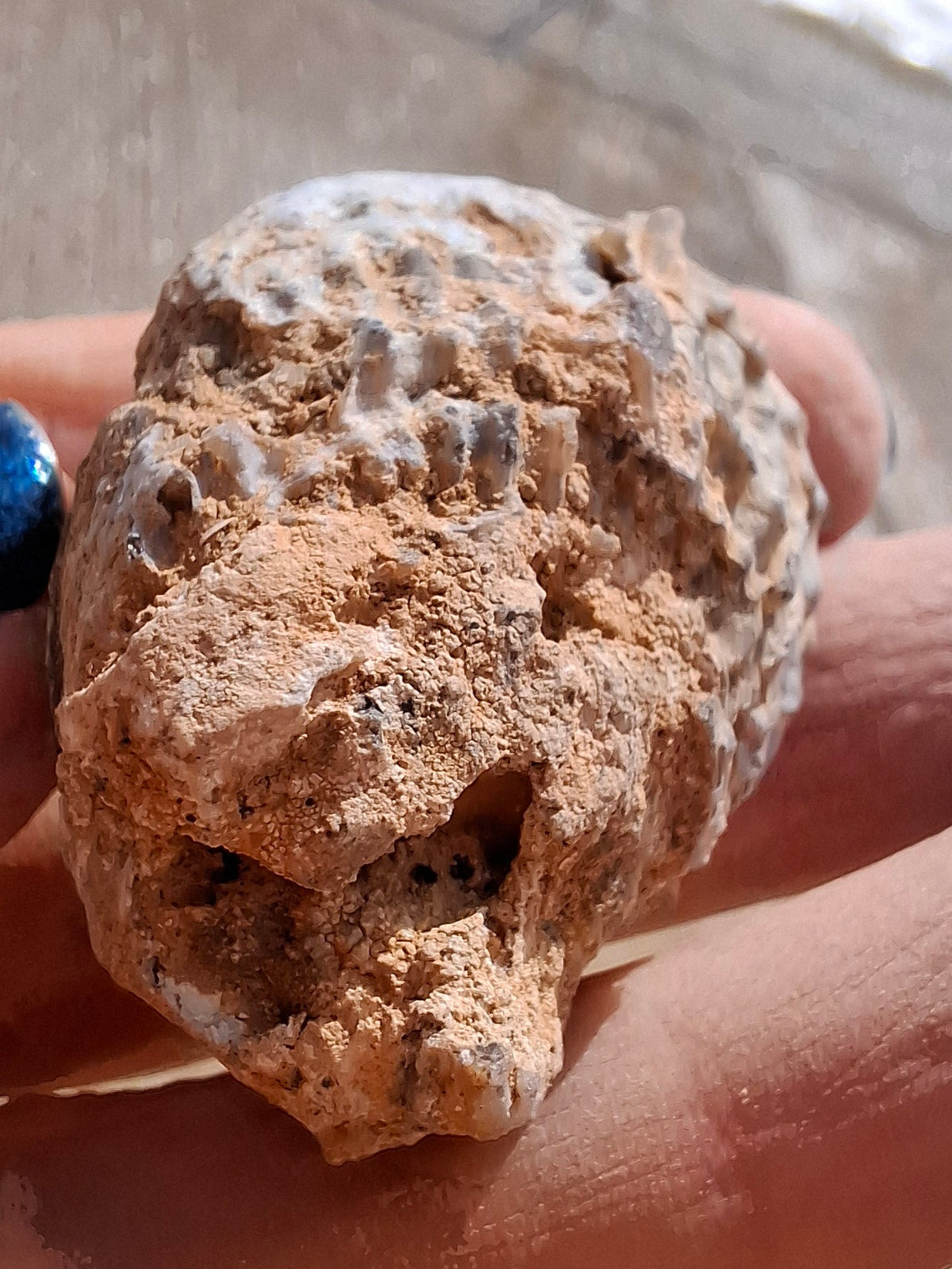 Chalcedony Oyster, Fossil (Ref: FO6)