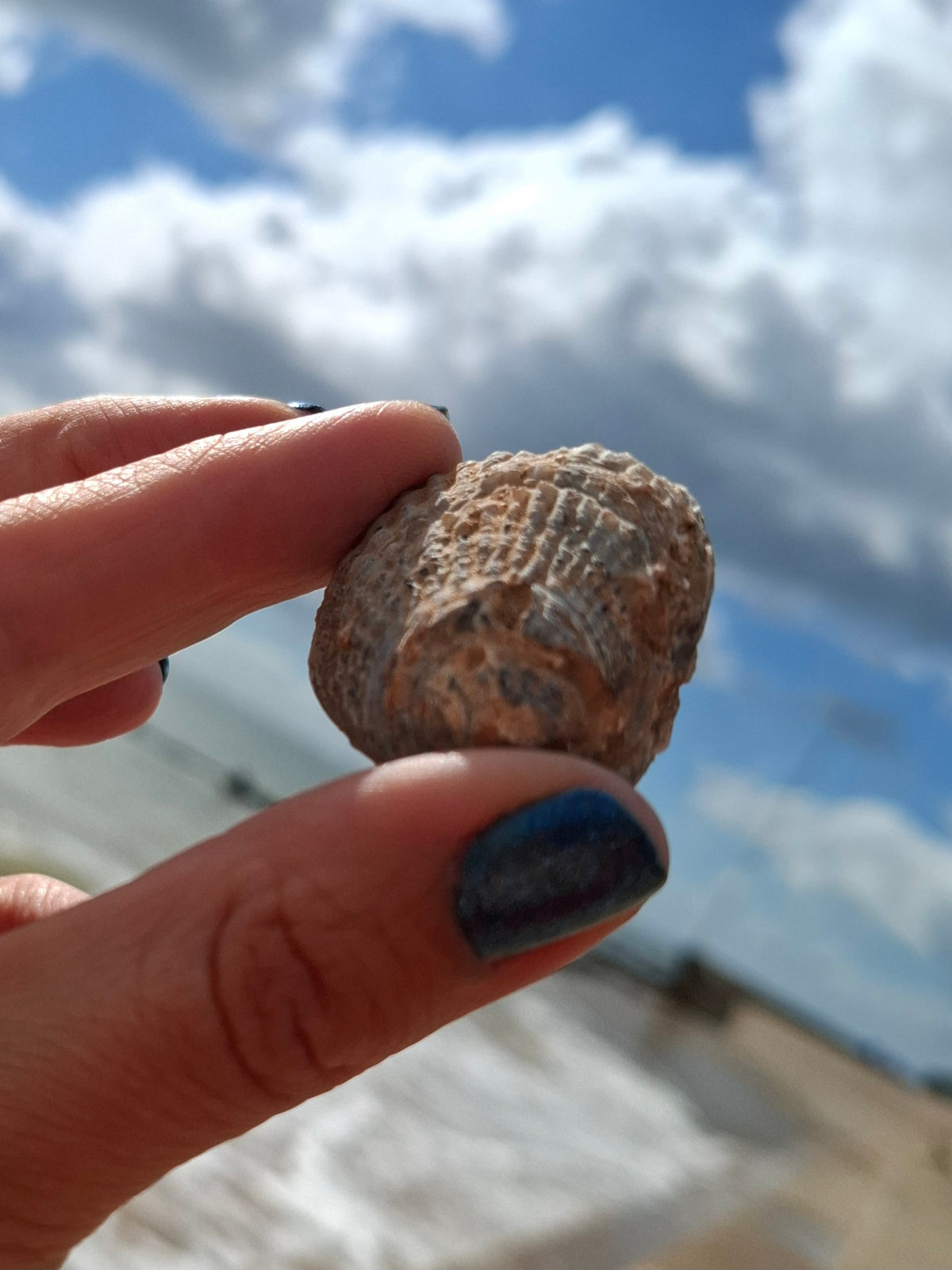 Chalcedony Oyster, Fossil (Ref: FO5)