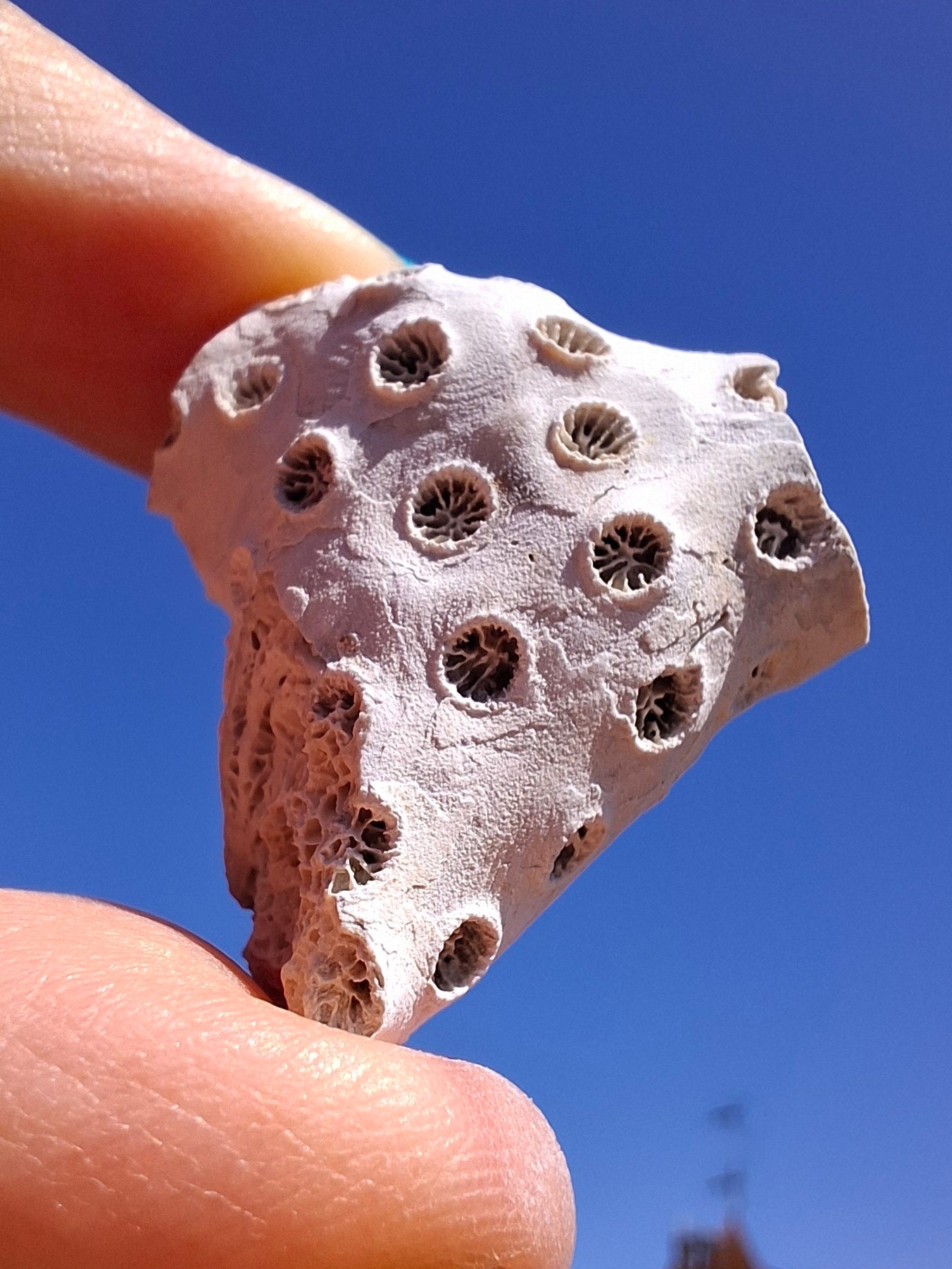 Fossil Coral, (Ref: FC1)