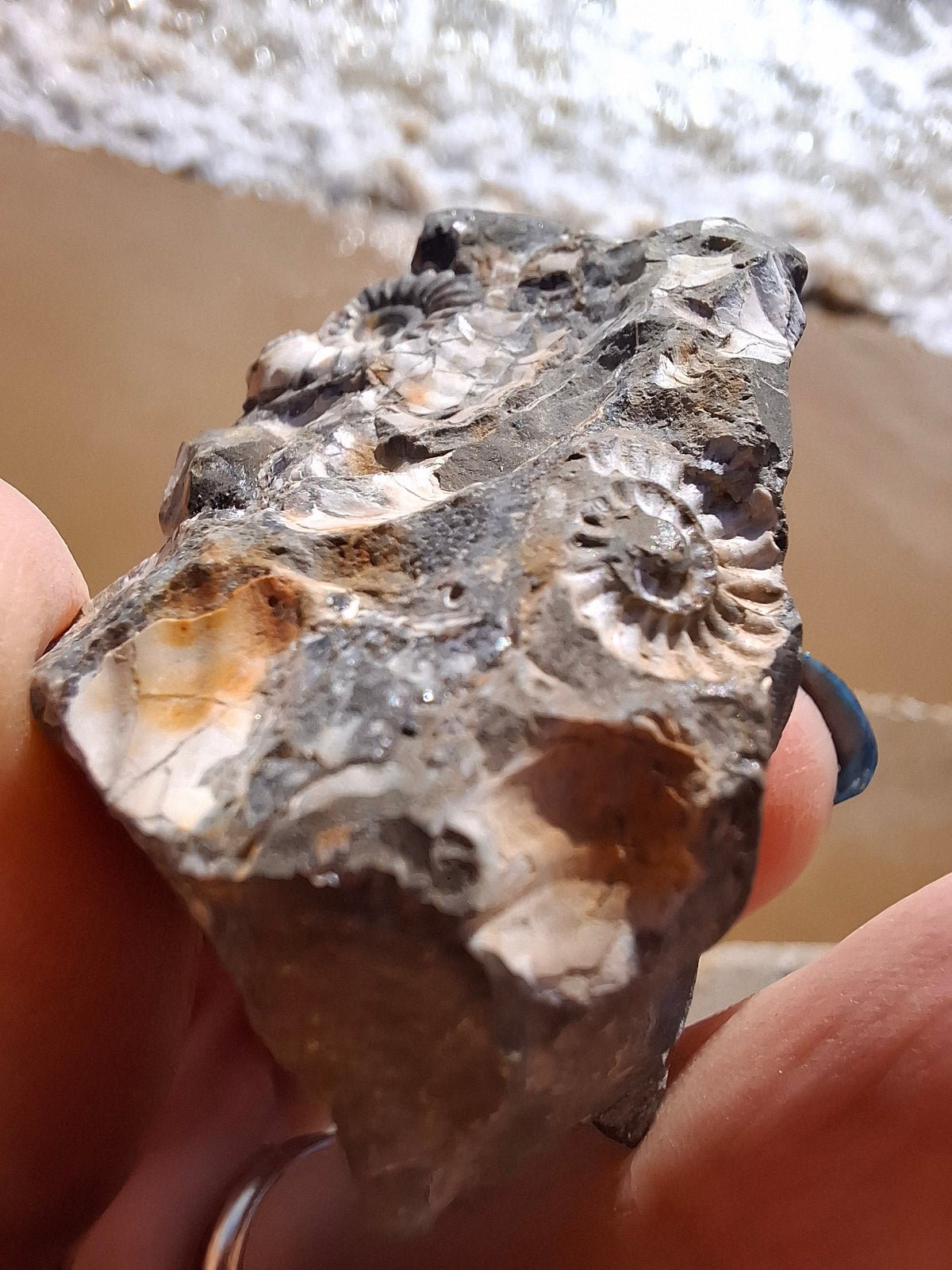 Ammonite Cluster, Fossil (Ref: ACL3)