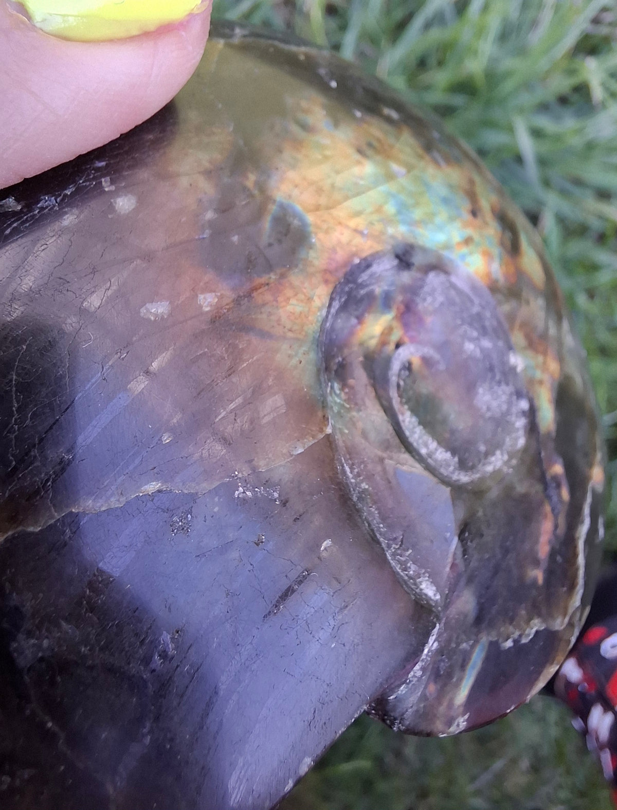 Labradorite Ammonite Carving, 160.21g, Crystal (Ref: laba4)