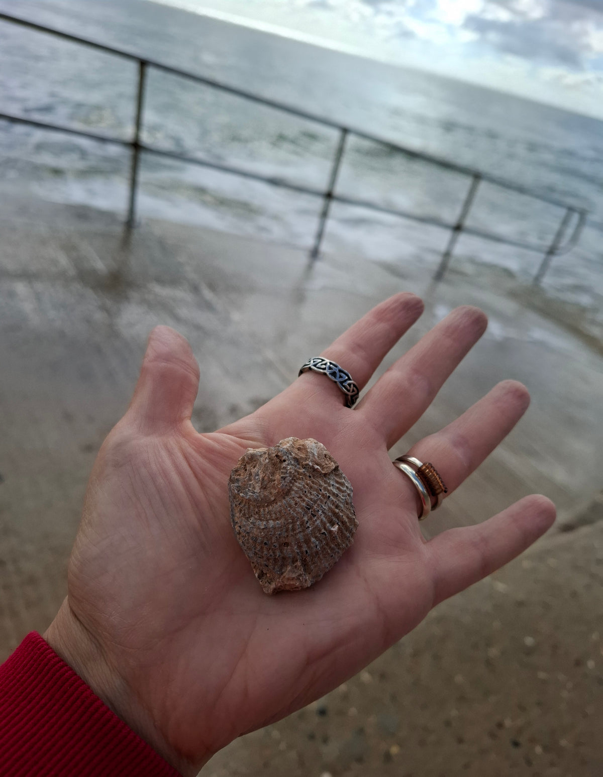 Chalcedony Oyster, Fossil (Ref: FO2)