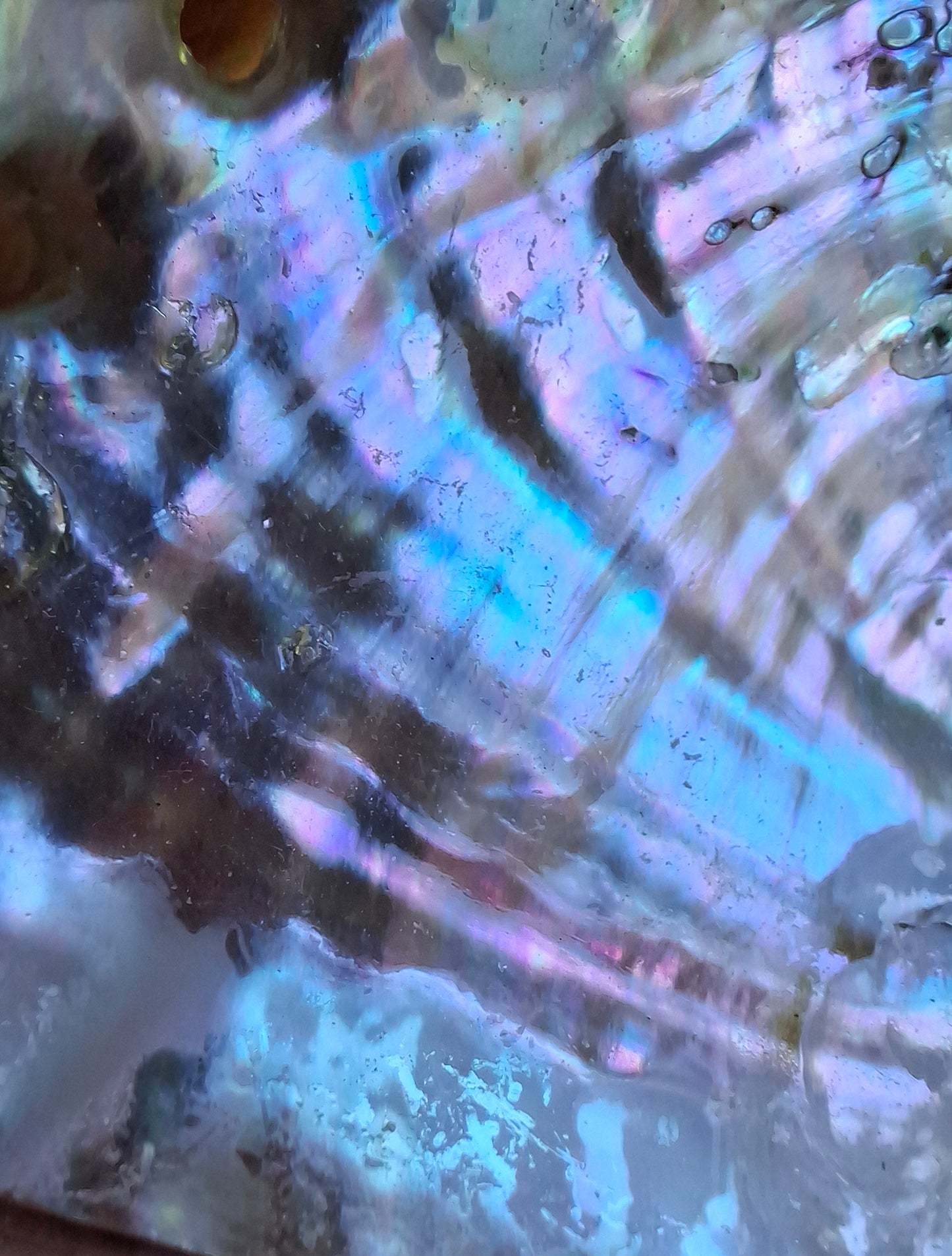 Abalone Shell, (Ref: SH1)