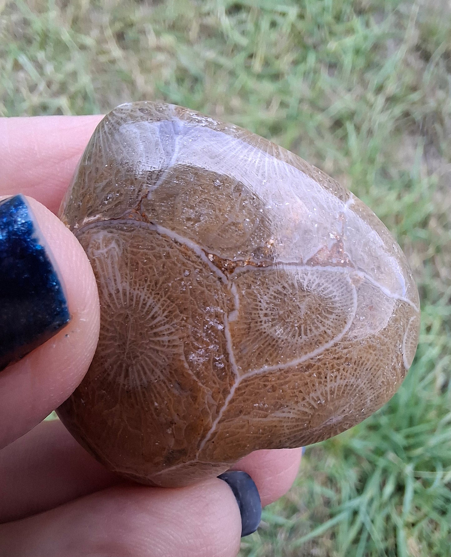 Fossil Coral Heart, (Ref: CoH2)
