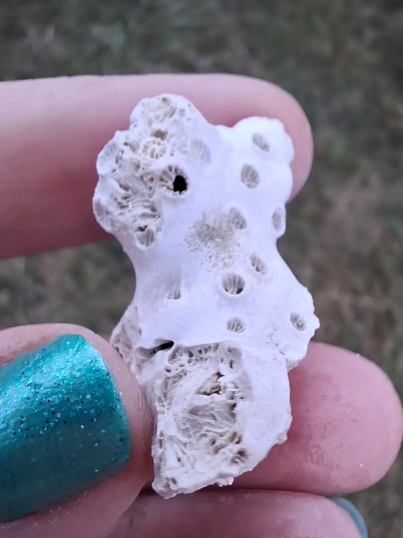 Fossil Coral, (Ref: FC4)
