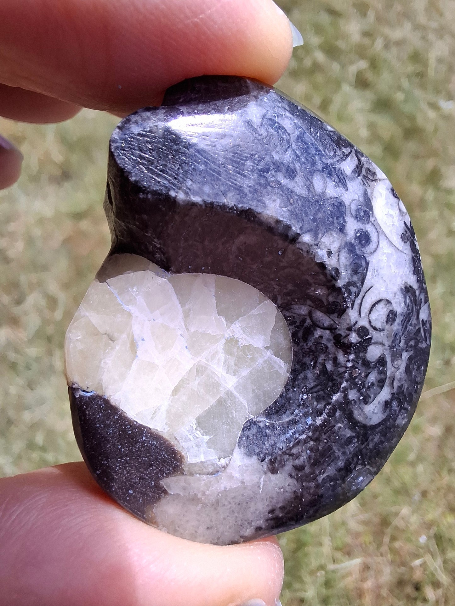Goniatite, Fossil (Ref: GA7)