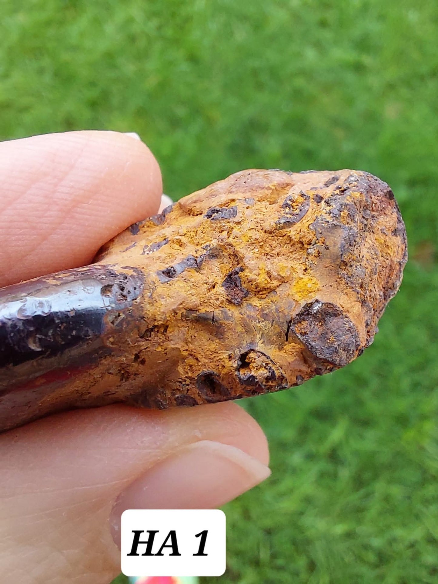 Hematite Ammonite, 21.29g, Fossil (Ref: HA1)