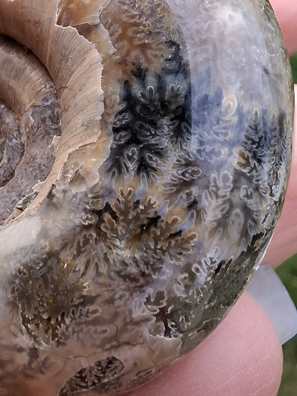 Polished Ammonite, Fossil (Ref: AMM1)