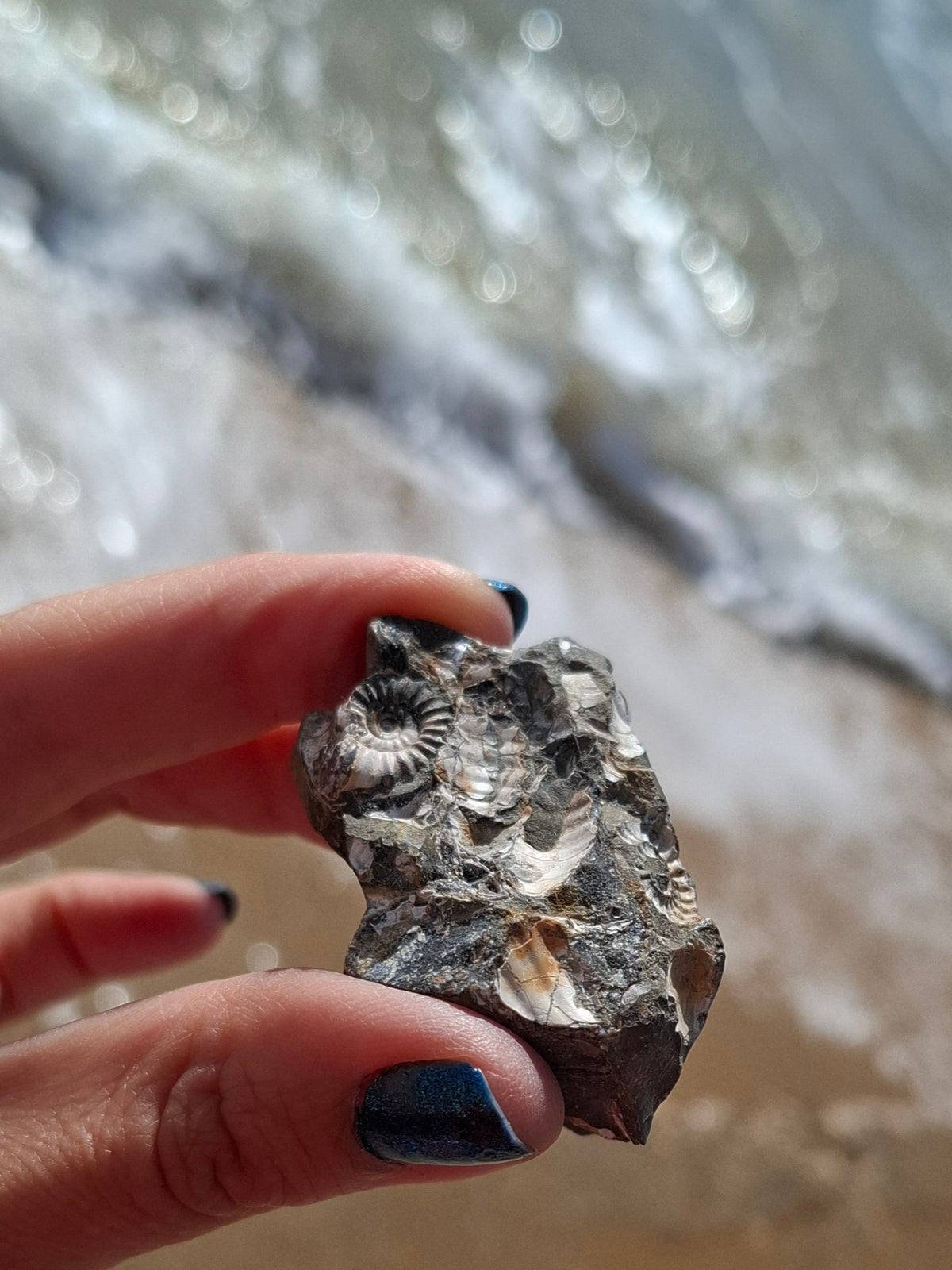 Ammonite Cluster, Fossil (Ref: ACL3)