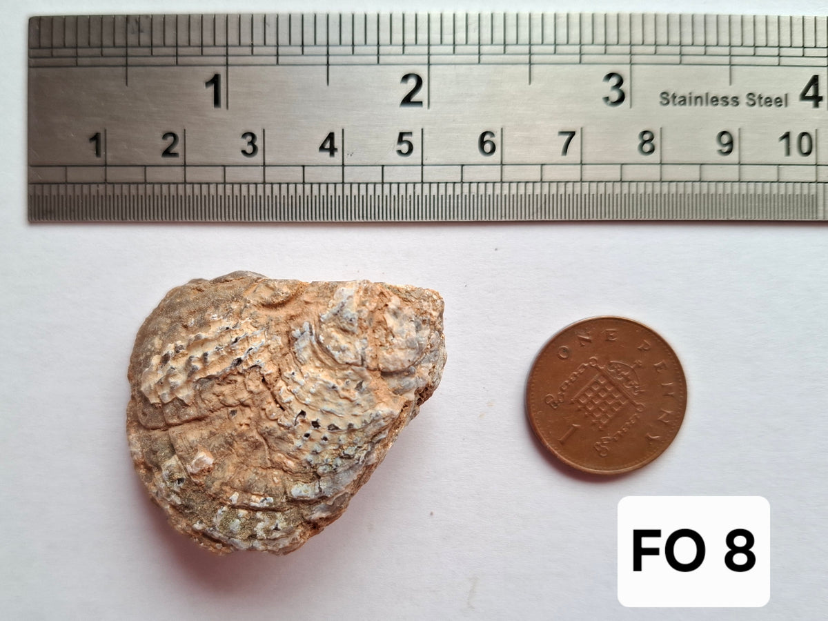 Chalcedony Oyster, Fossil (Ref: FO8)