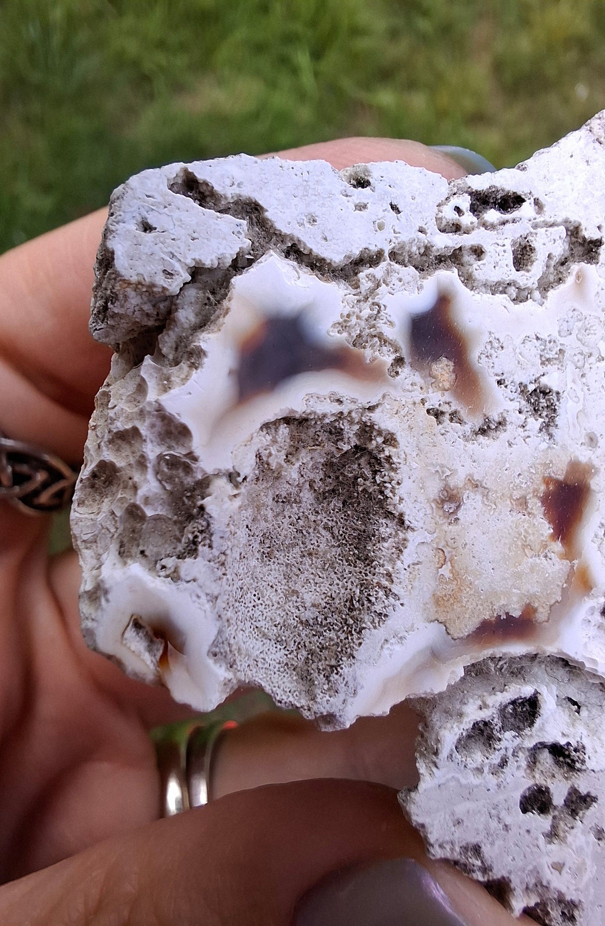 Fossilised Coral replaced by Chalcedony/Agate, Fossil (Ref: FCA1)