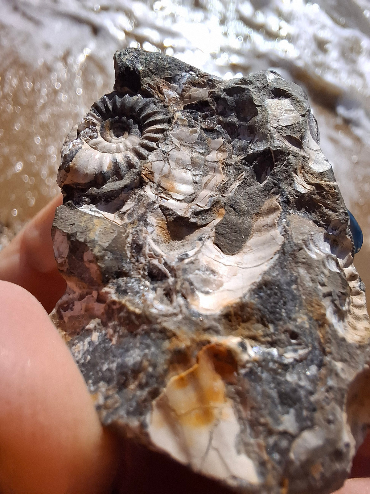 Ammonite Cluster, Fossil (Ref: ACL3)