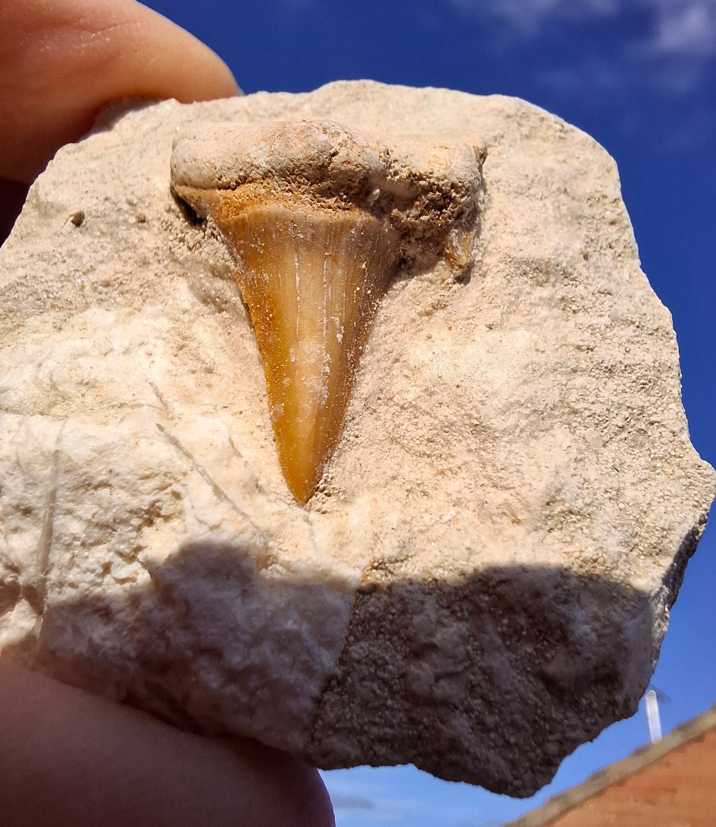 Otodus Shark Tooth in Rock, Fossil (Ref: OT2)