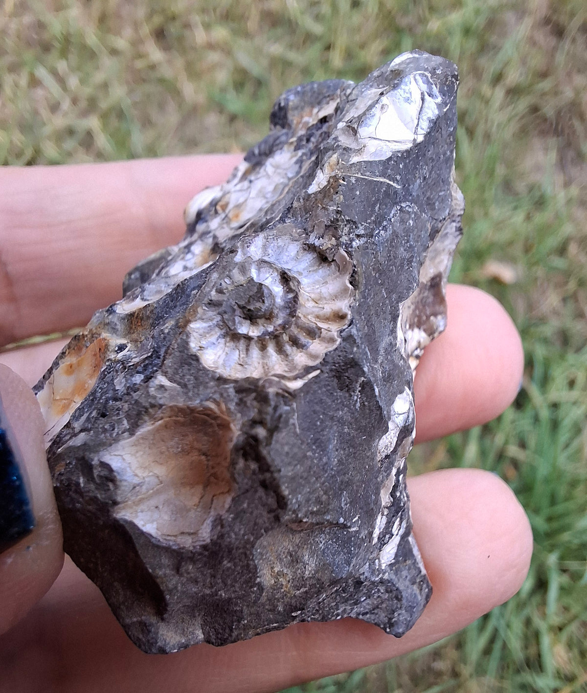 Ammonite Cluster, Fossil (Ref: ACL3)