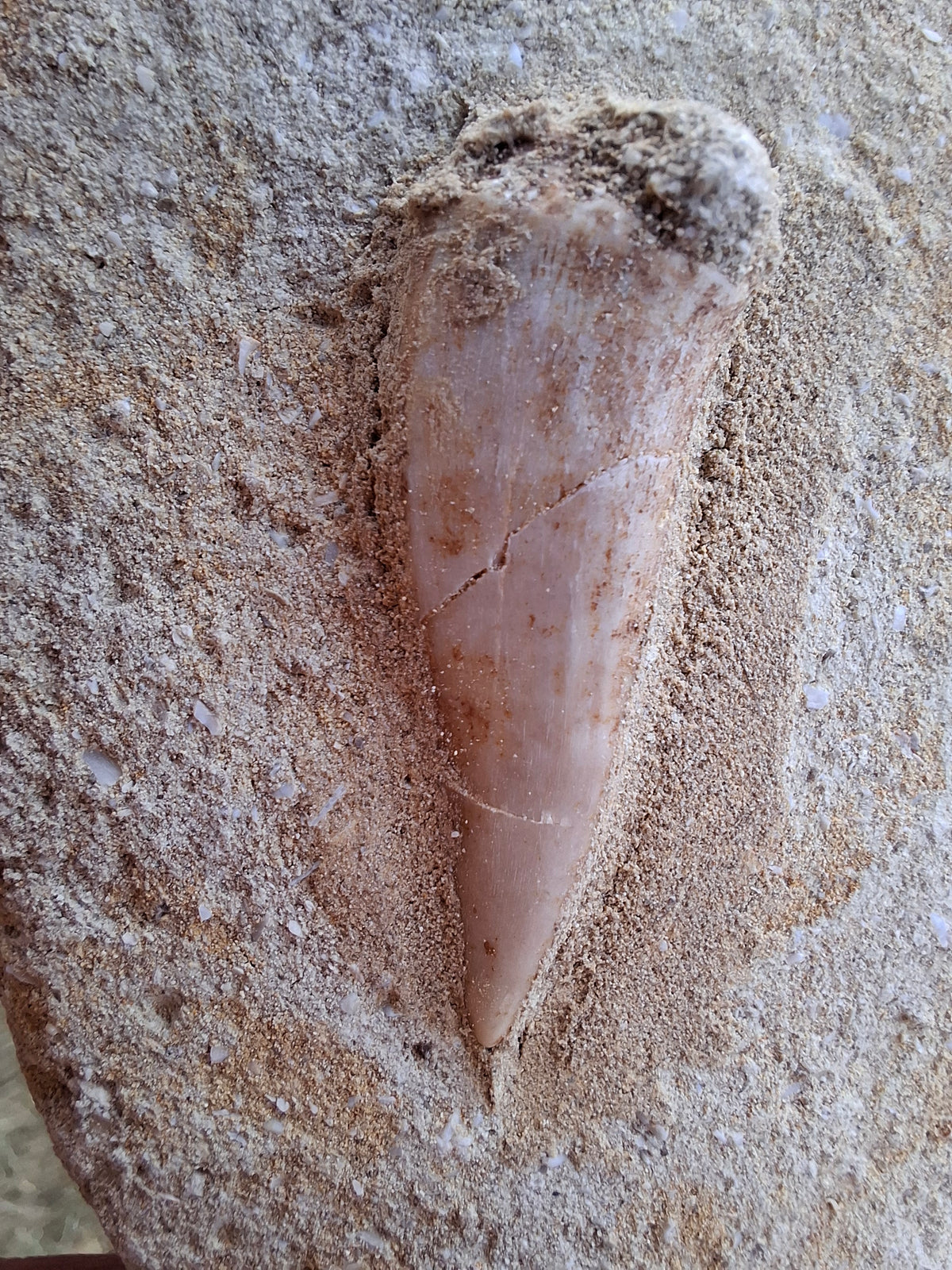 Enchodus Sabre Tooth, Fossil (Ref: ES3)