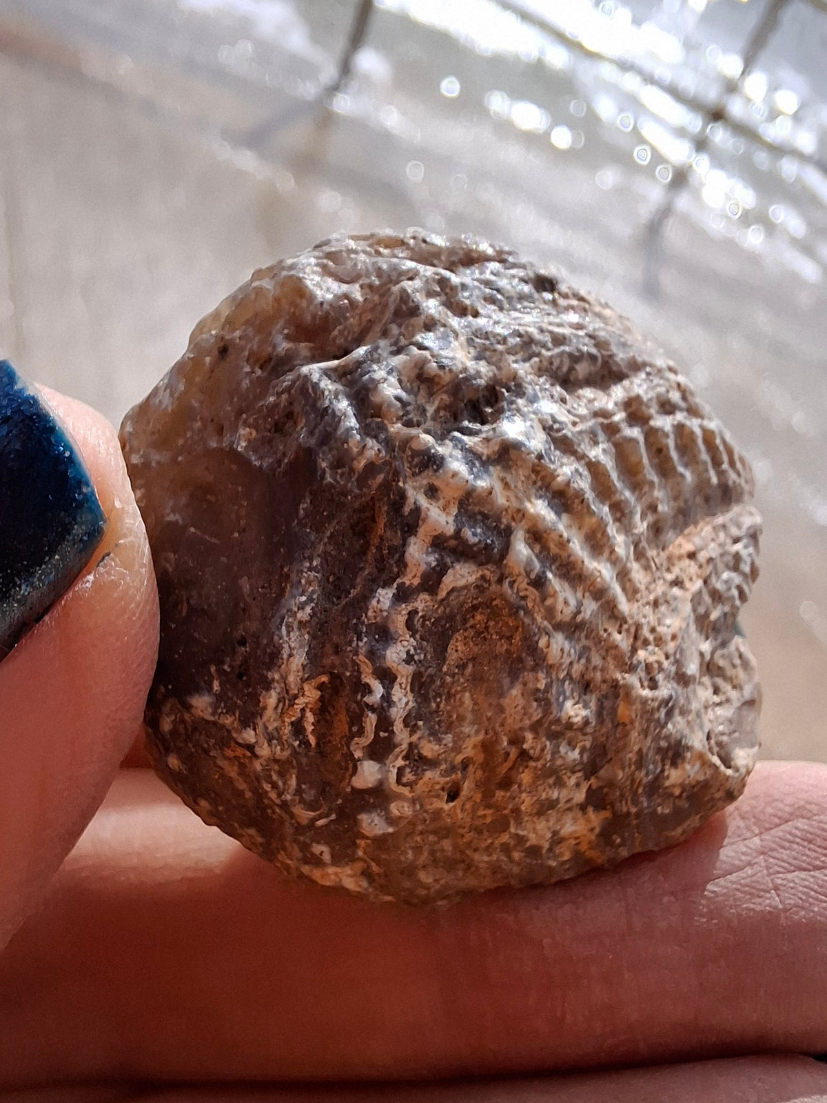 Chalcedony Oyster, Fossil (Ref: FO7)