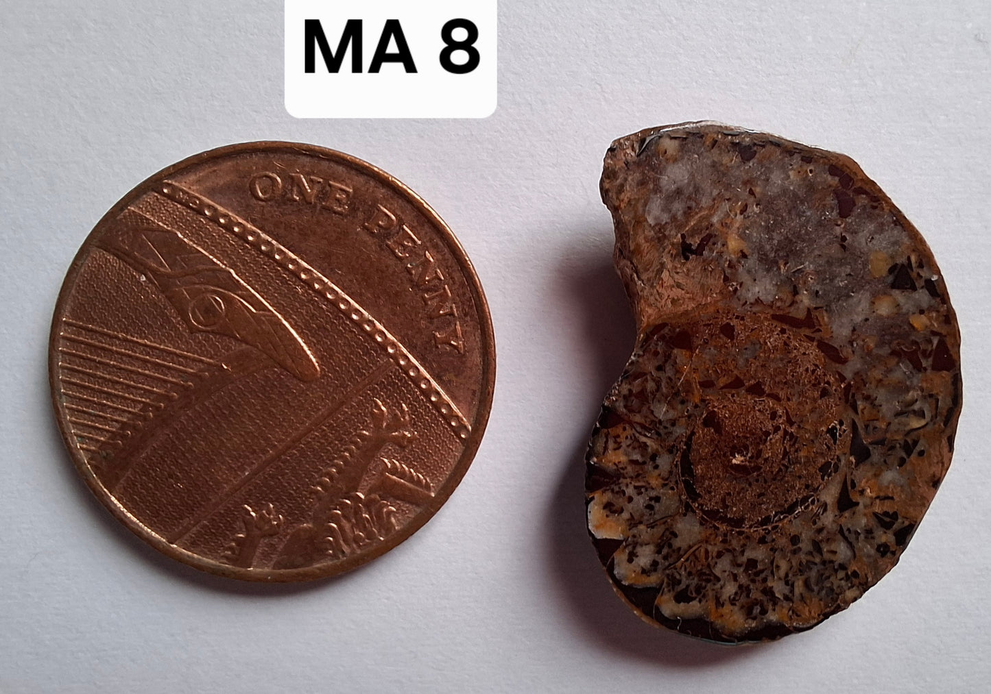 Small Haematite Ammonite HALF, 2.55g, Fossil (Ref: MA8)
