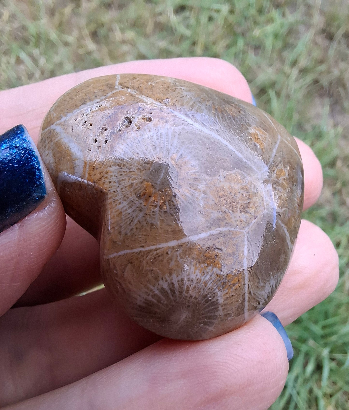 Fossil Coral Heart (Ref: CoH3)