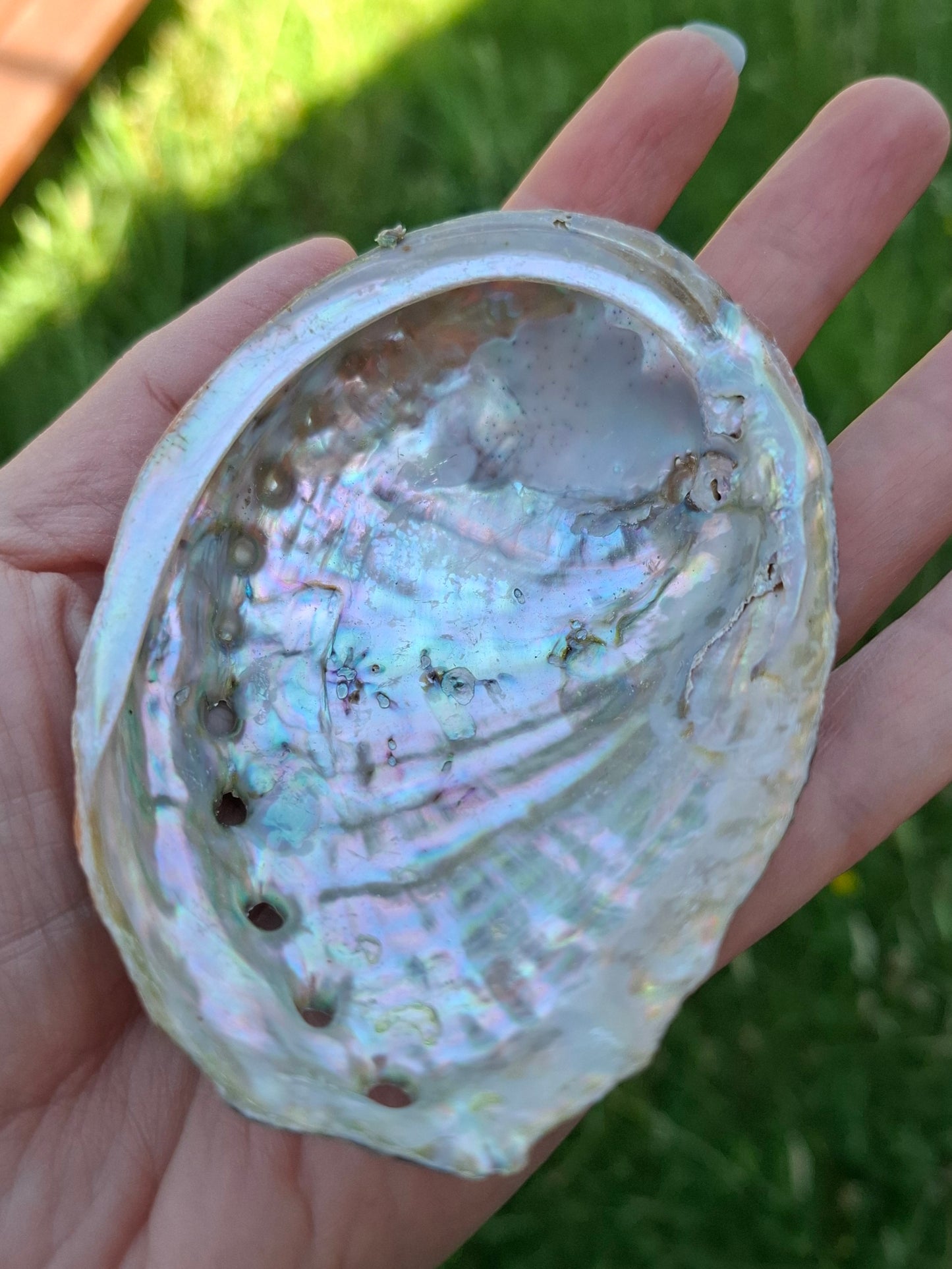 Abalone Shell, (Ref: SH1)