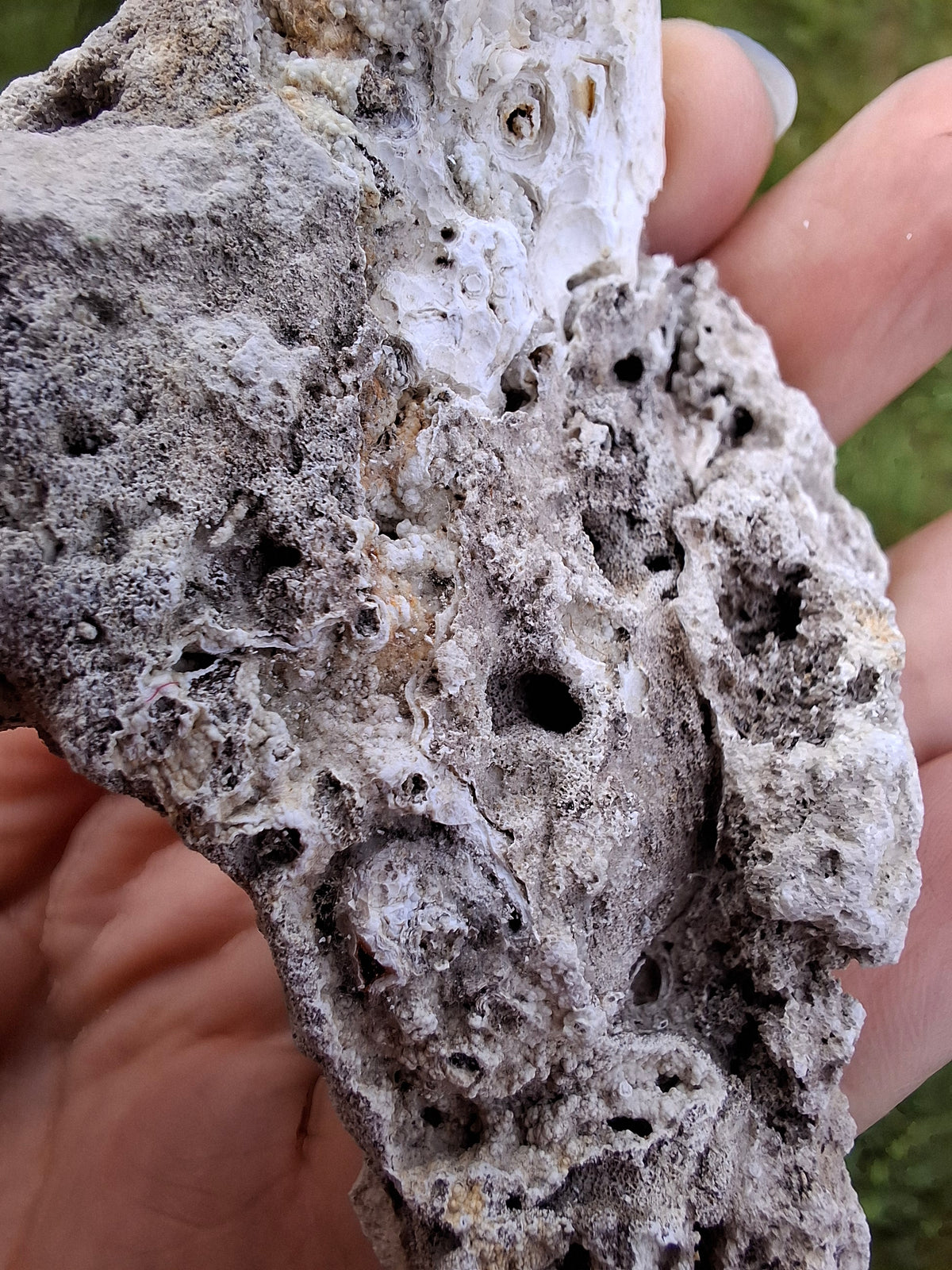Fossilised Coral replaced by Chalcedony/Agate, Fossil (Ref: FCA1)