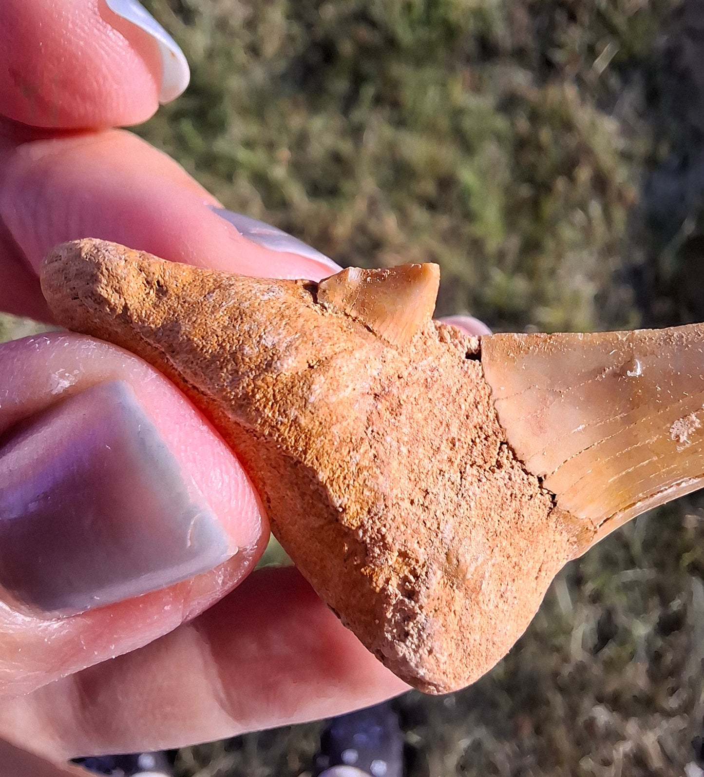 Otodus Shark Tooth, Fossil (Ref: OT 7)