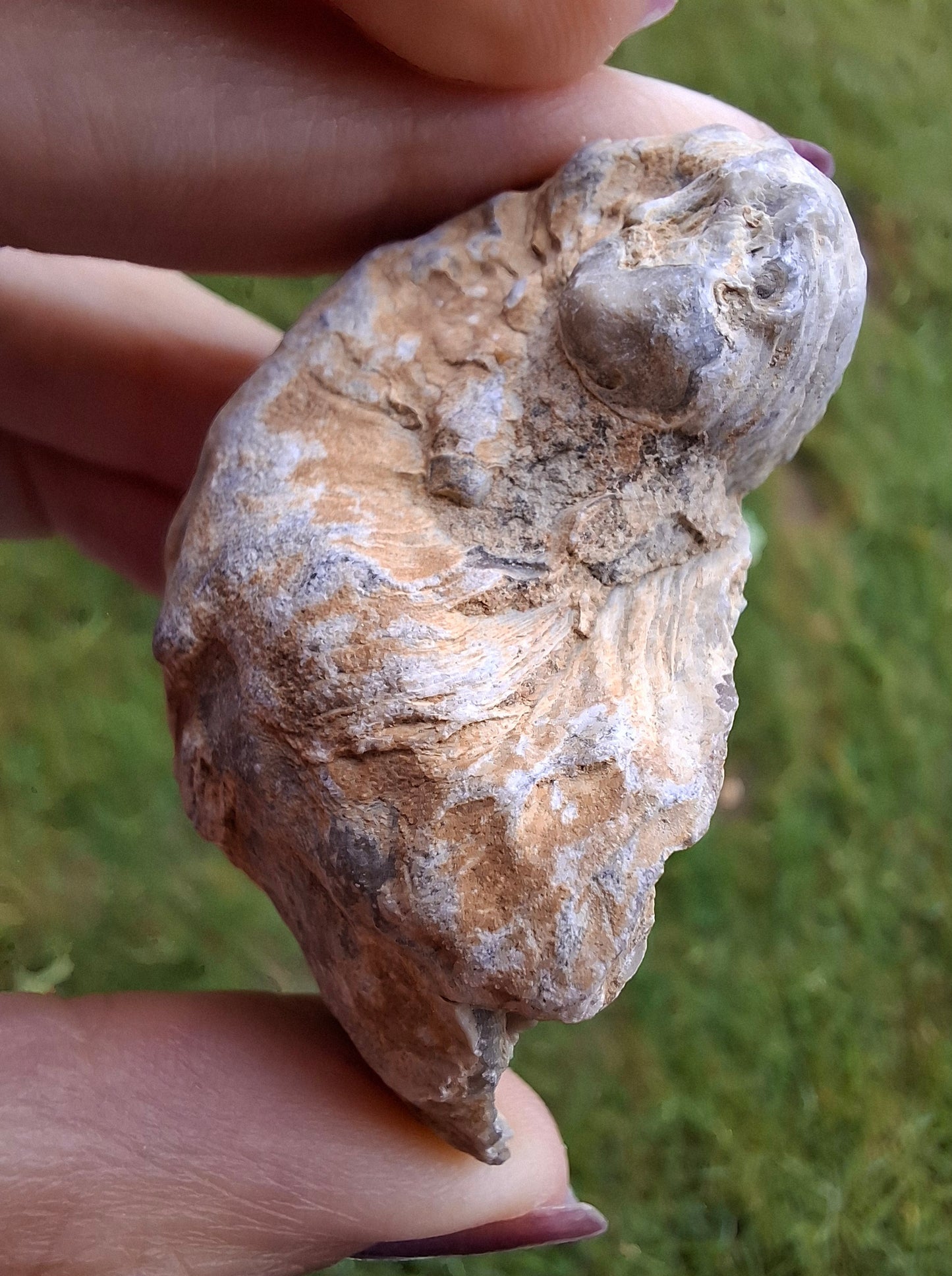 Gryphaea (Devil's Toenail), 57.53g, Fossil (Ref: G2)