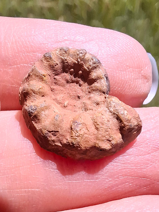 Small Haematite Ammonite HALF, 1.41g, Fossil (Ref: MA6)