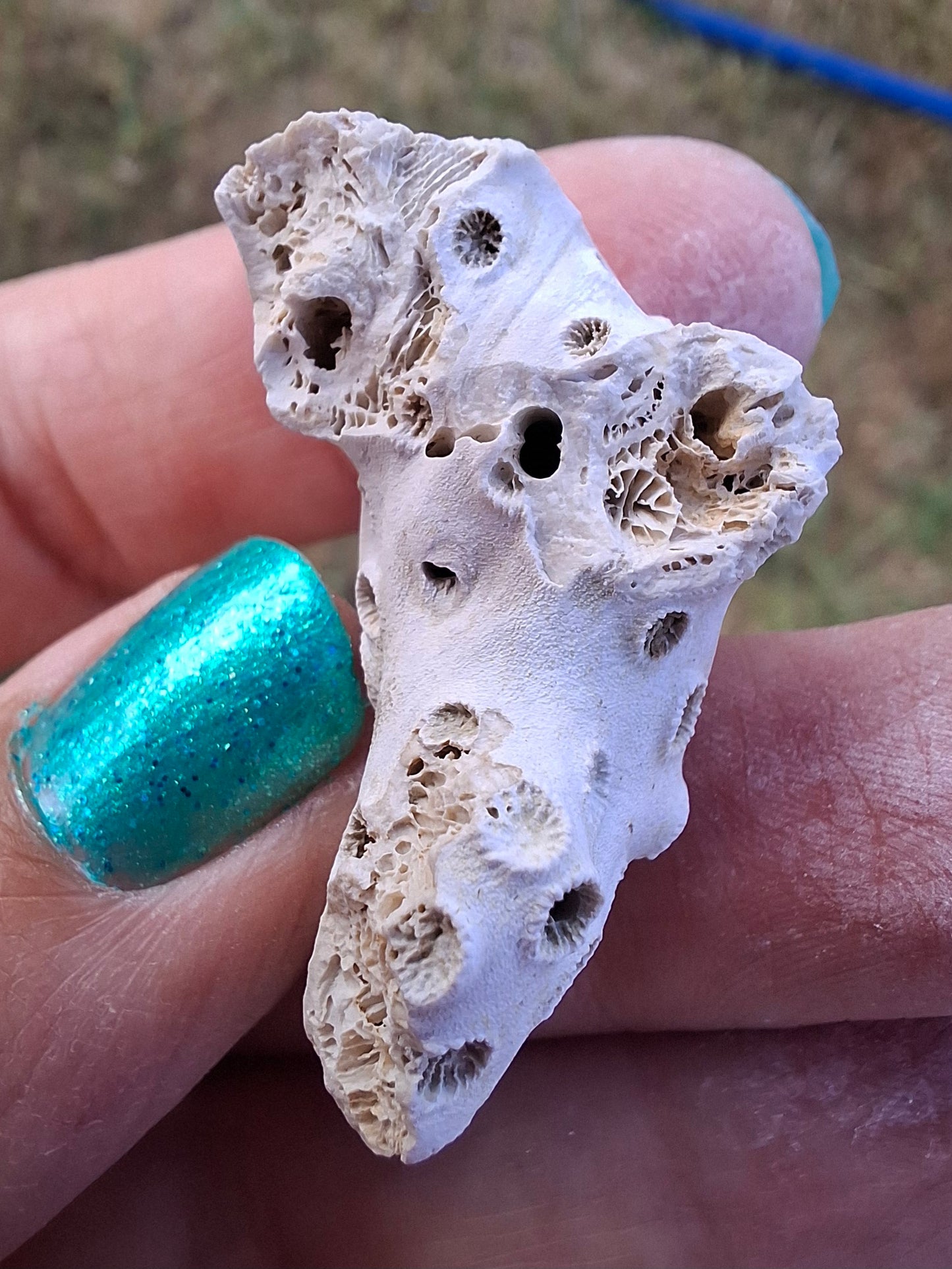 Fossil Coral, (Ref: FC4)