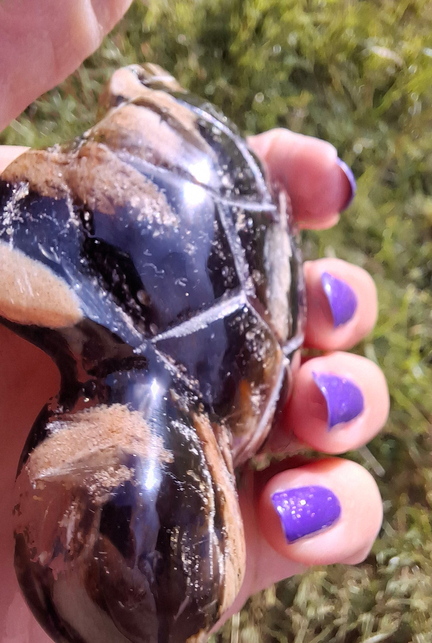 Red Amber Turtle, 50.00g, Carving, Fossil (Ref: TT6)