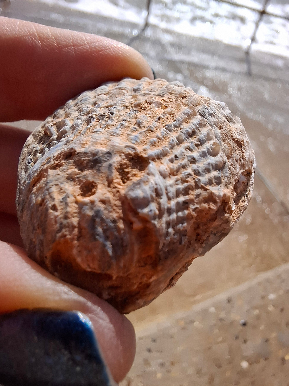 Chalcedony Oyster, Fossil (Ref: FO5)