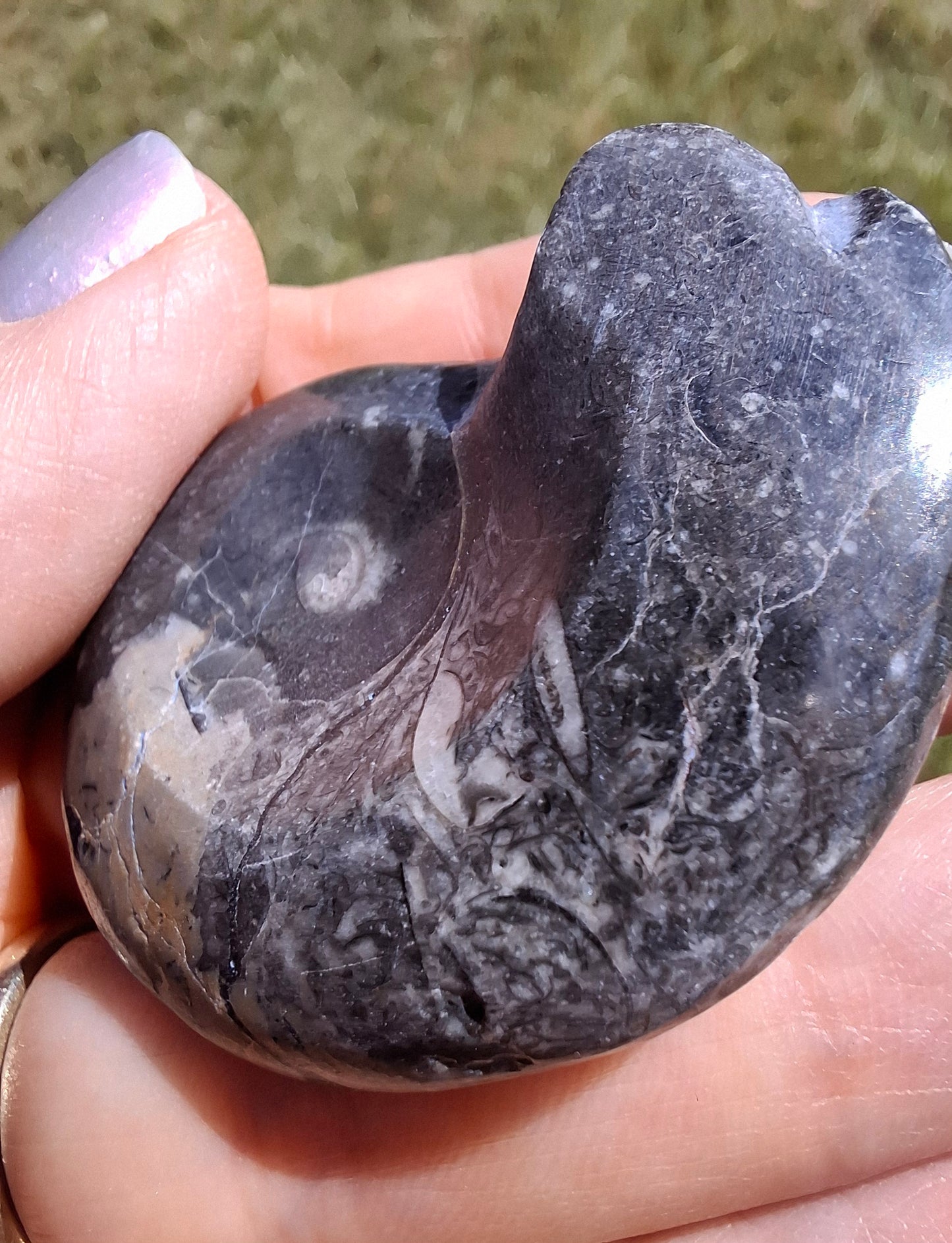 Goniatite, Fossil (Ref: GA9)