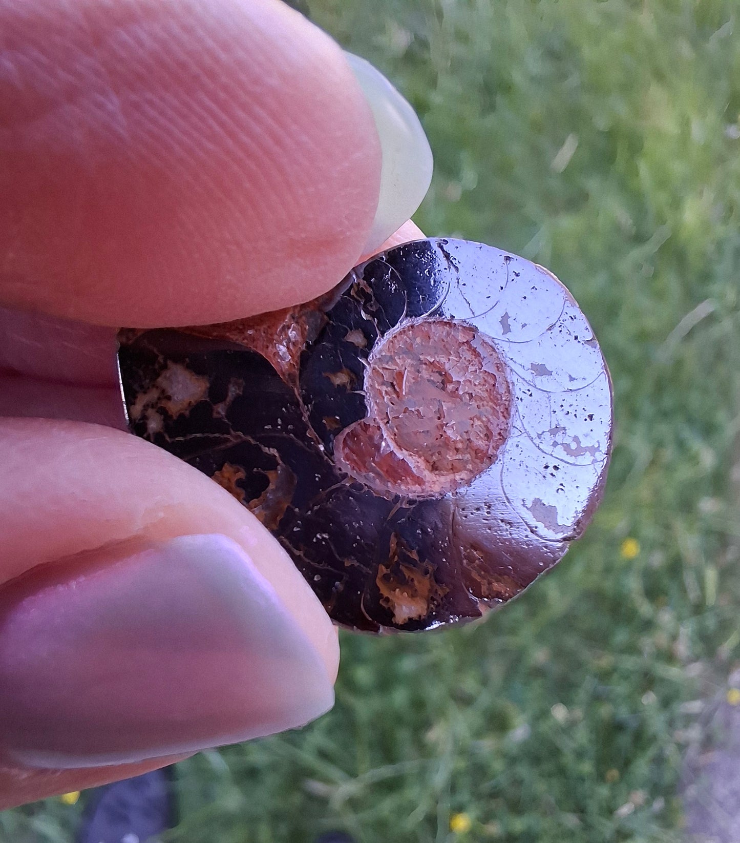 Small Haematite Ammonite HALF, (2.91g), Fossil (Ref: MA1)