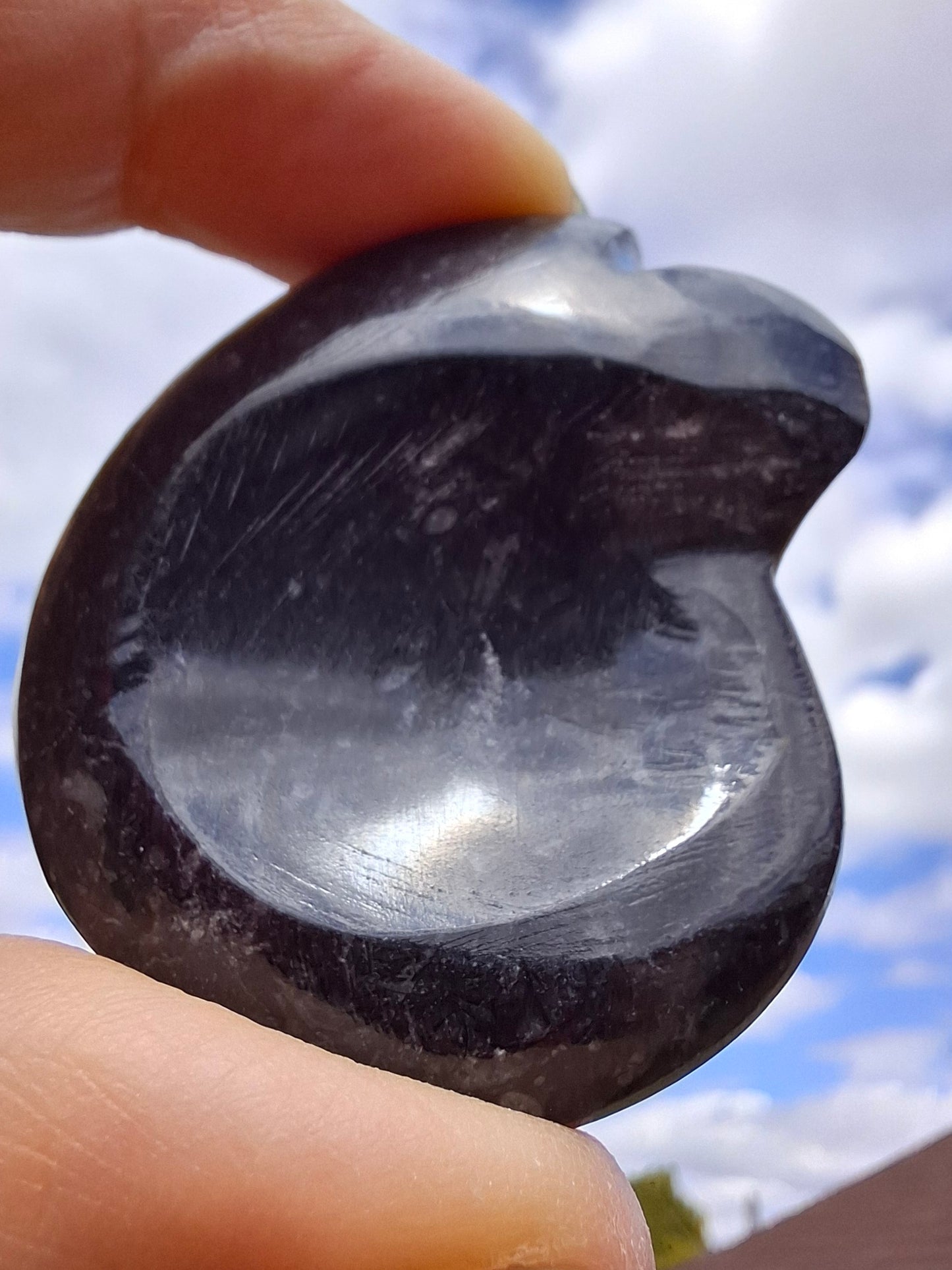 Goniatite, Fossil (Ref: GA4)