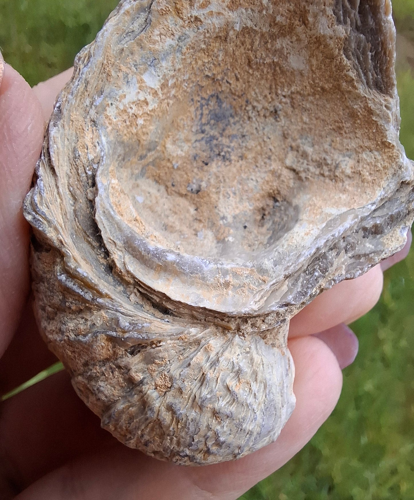 Gryphaea (Devil's Toenail), 57.53g, Fossil (Ref: G2)