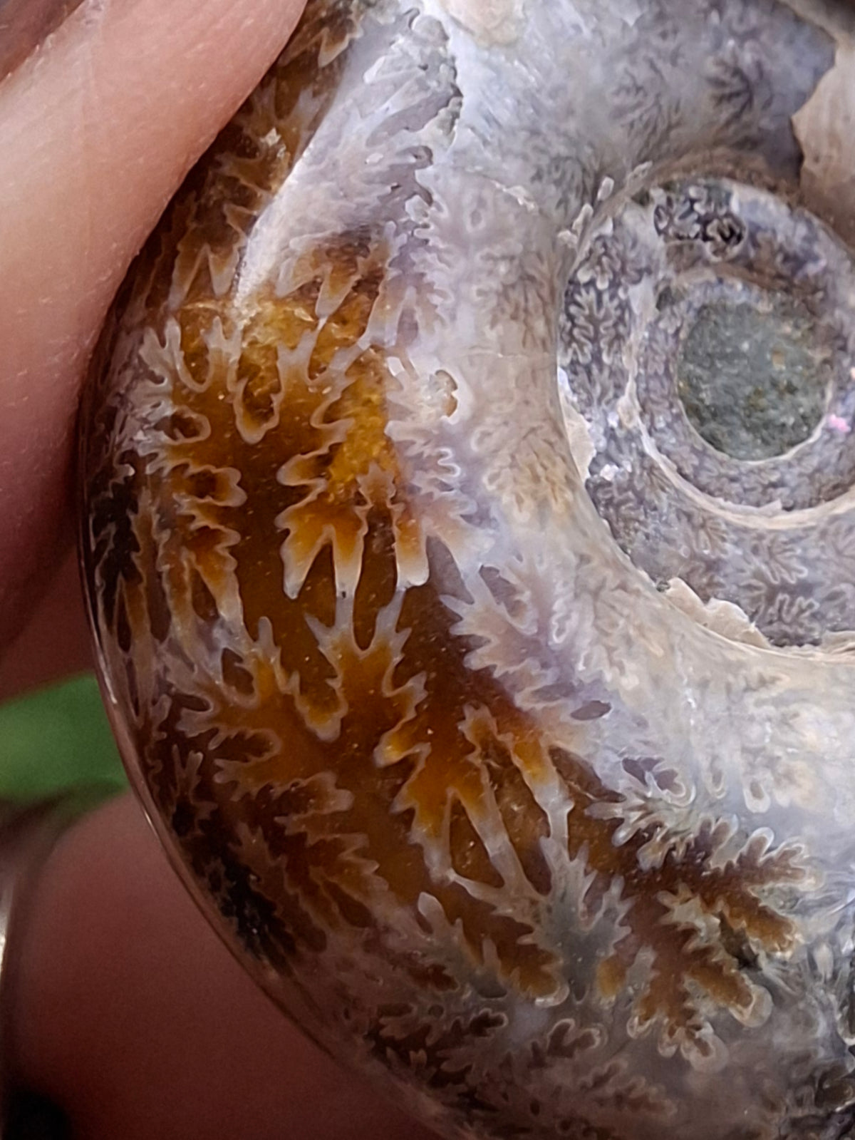 Polished Ammonite, Fossil (Ref: AMM1)