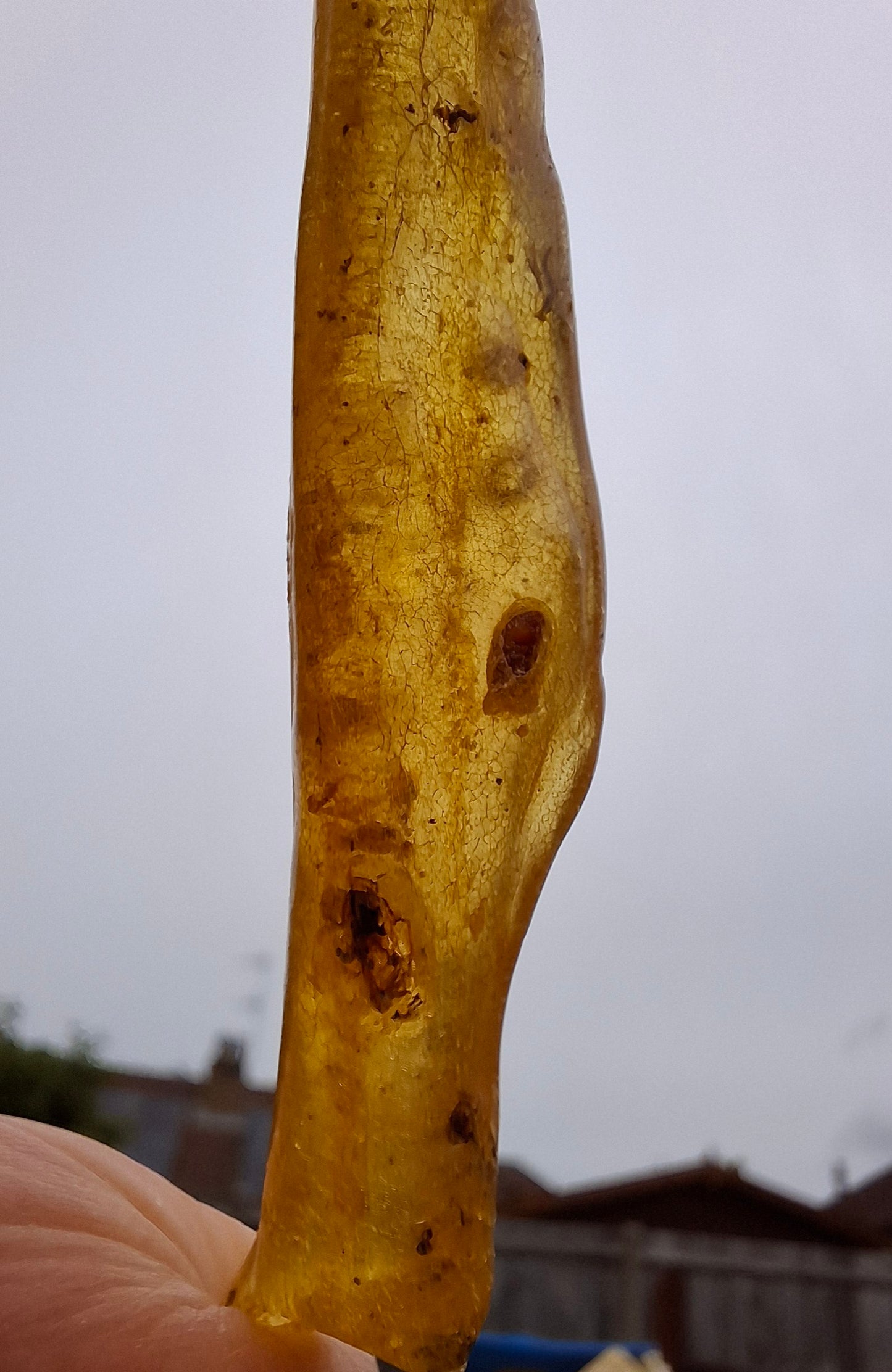 Copal Young Amber with INSECTS inside, 5.07g, Fossil (Ref: CA35)