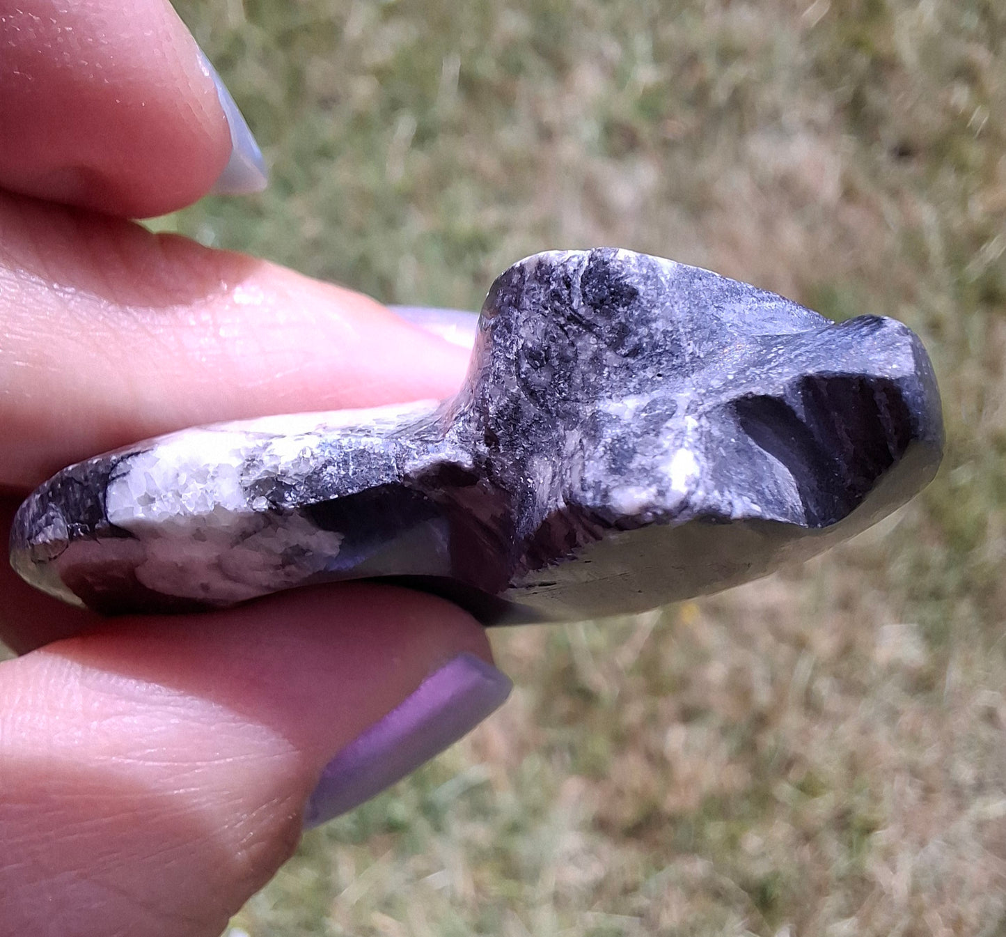 Goniatite, Fossil (Ref: GA5)