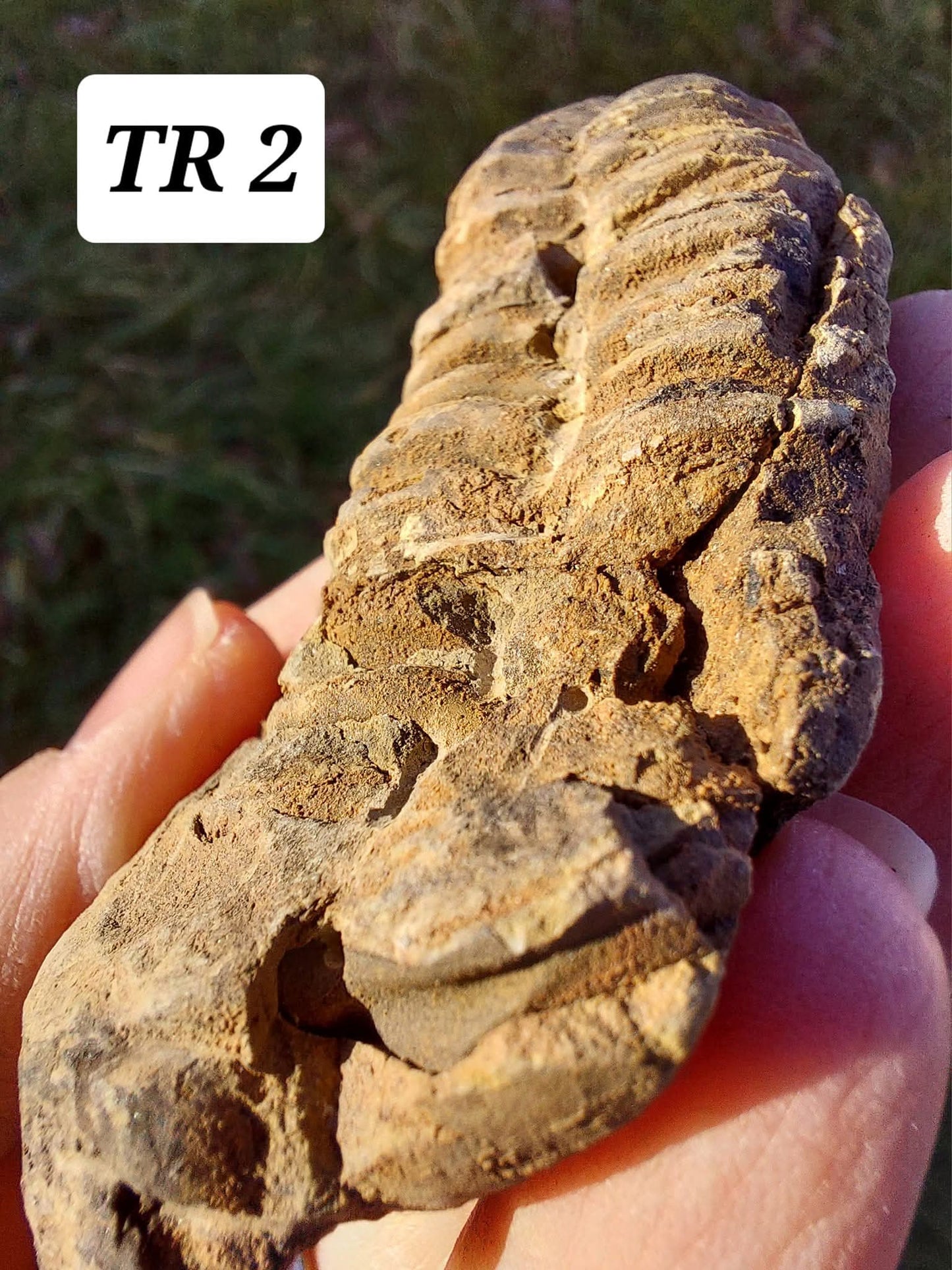 Trilobite (Flexicalymene), 62.33g, Fossil (Ref: TR2)
