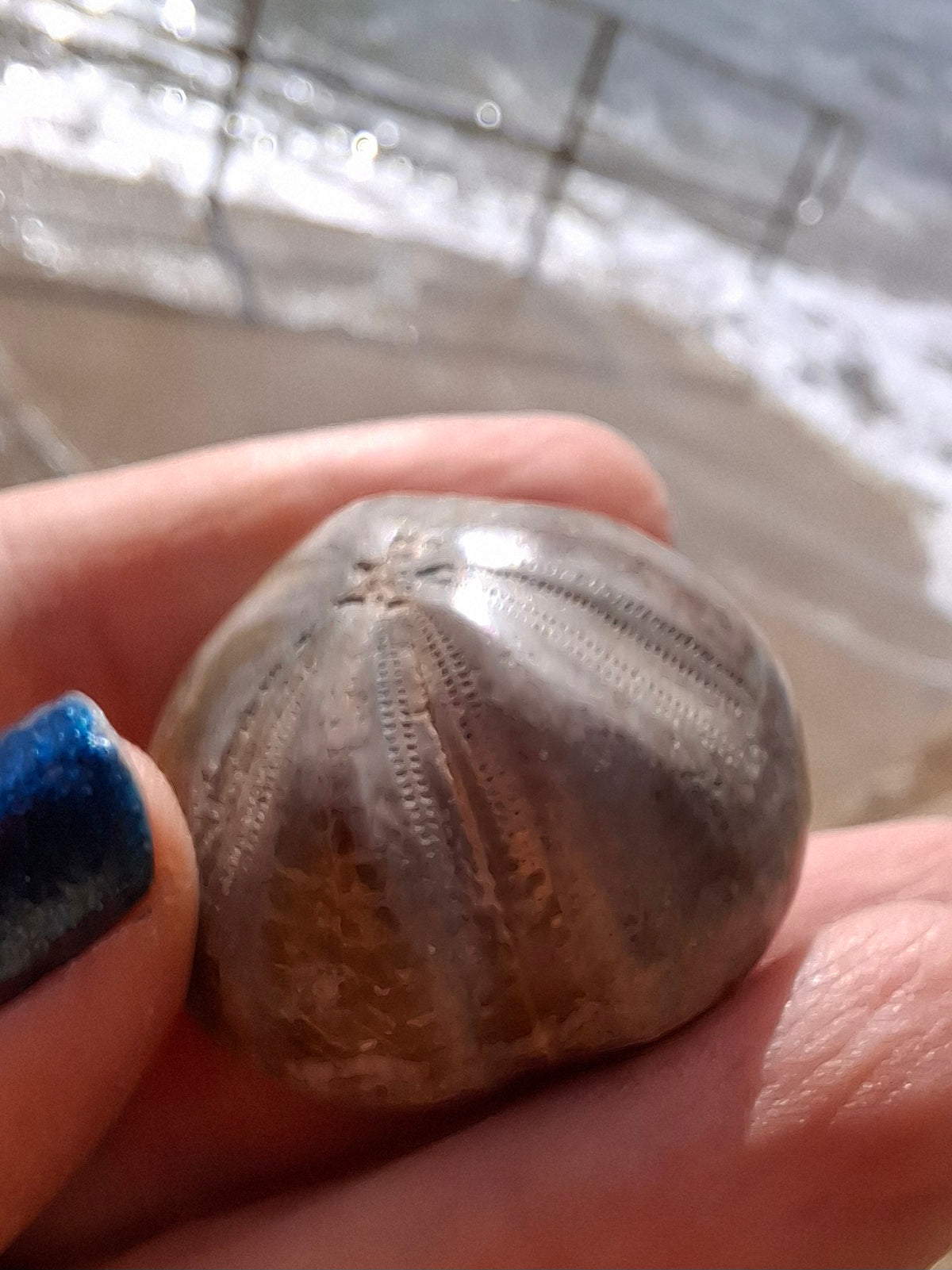 Polished Sea Urchin, Fossil (Ref: SU1)