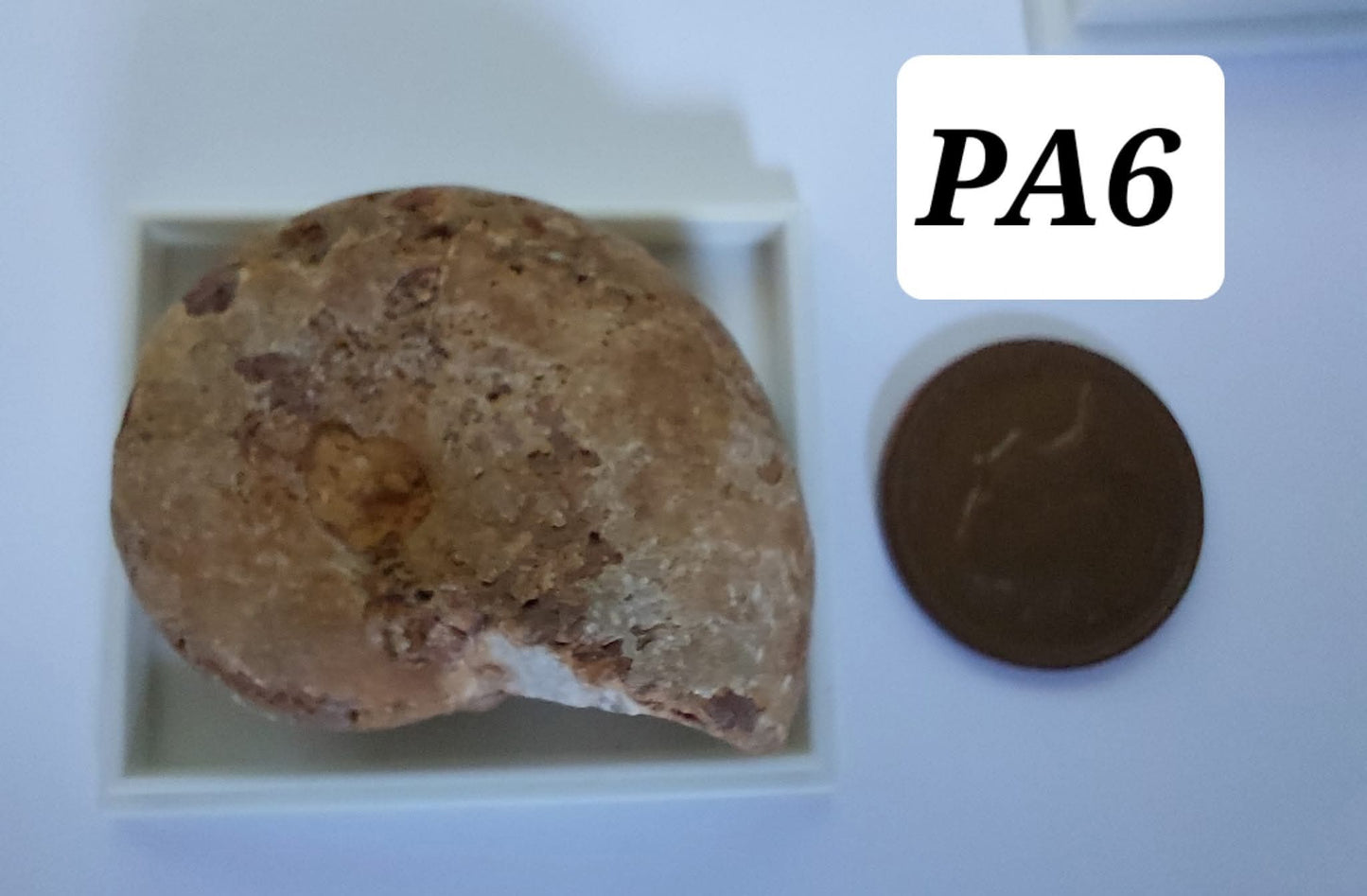 Phylloceras Ammonite, Fossil (Ref: PA6)